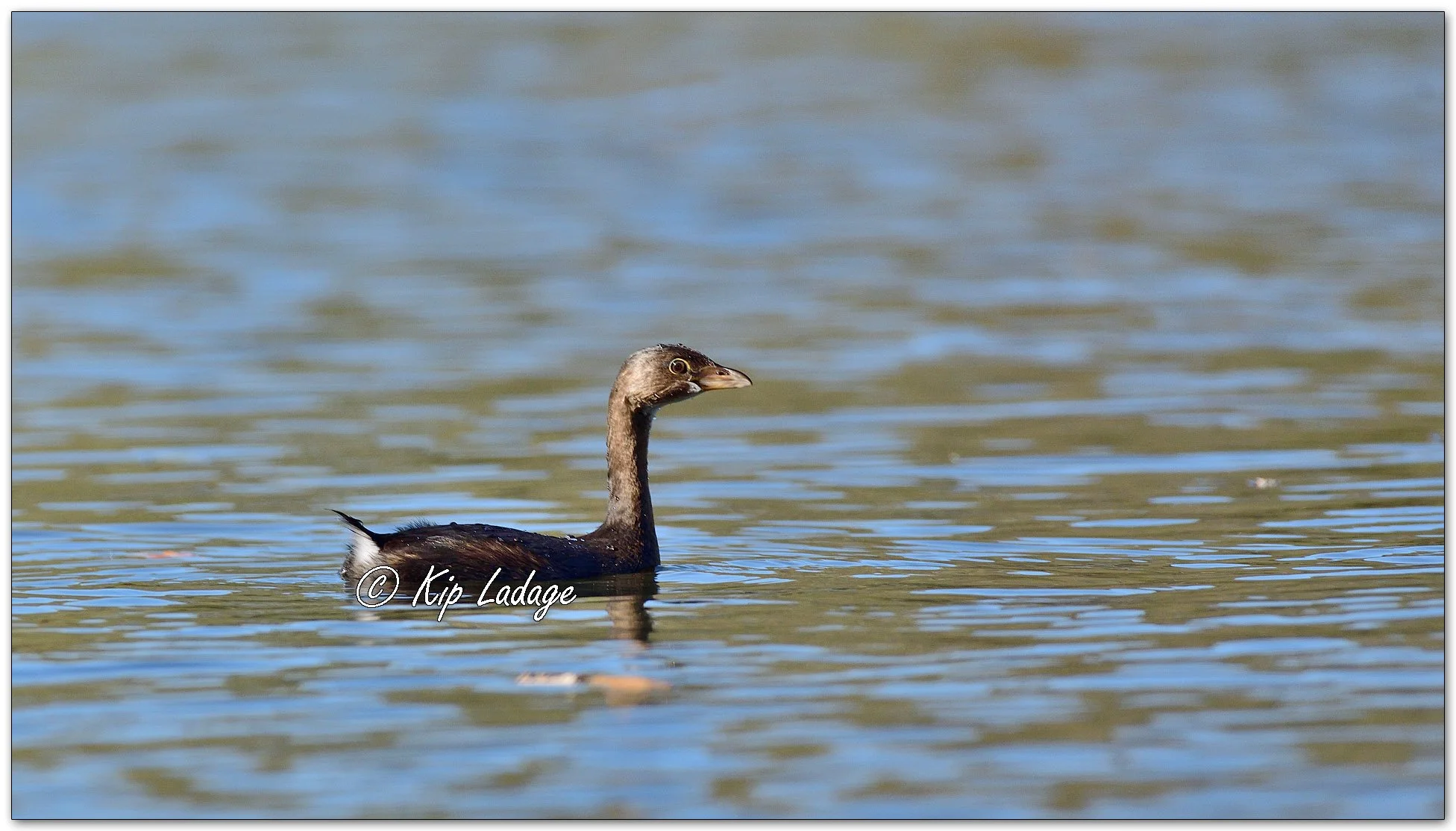Pied-billed Grebe - Image 1164622