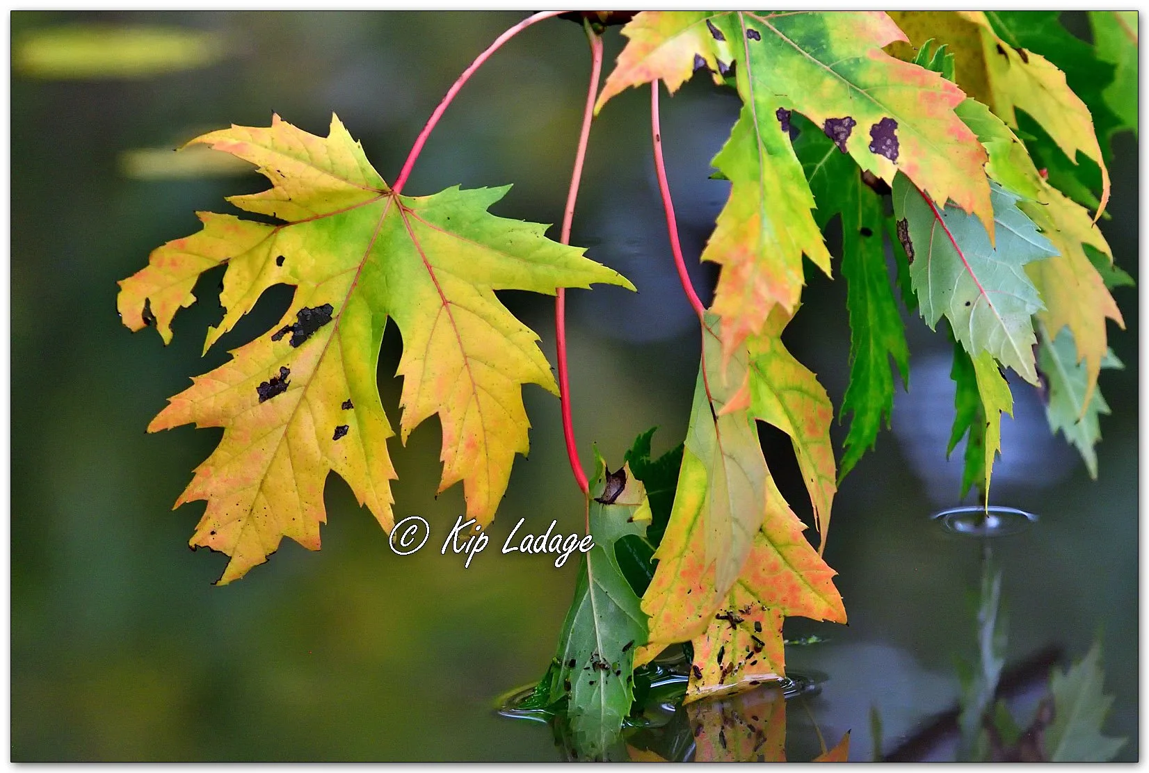 Autumn Maple Leaves in Water - Image 1157324