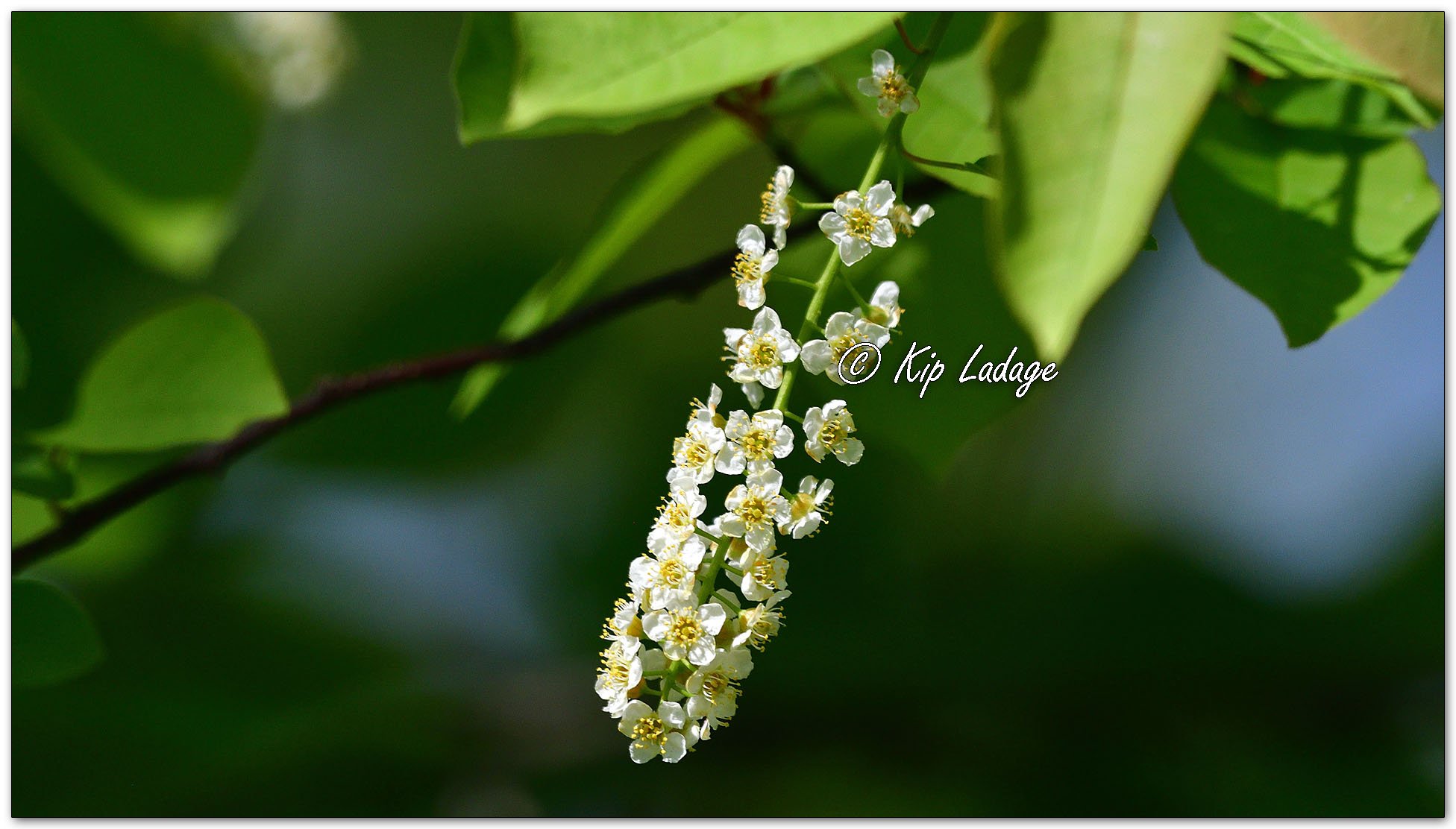 Chokecherry - Image 1094707