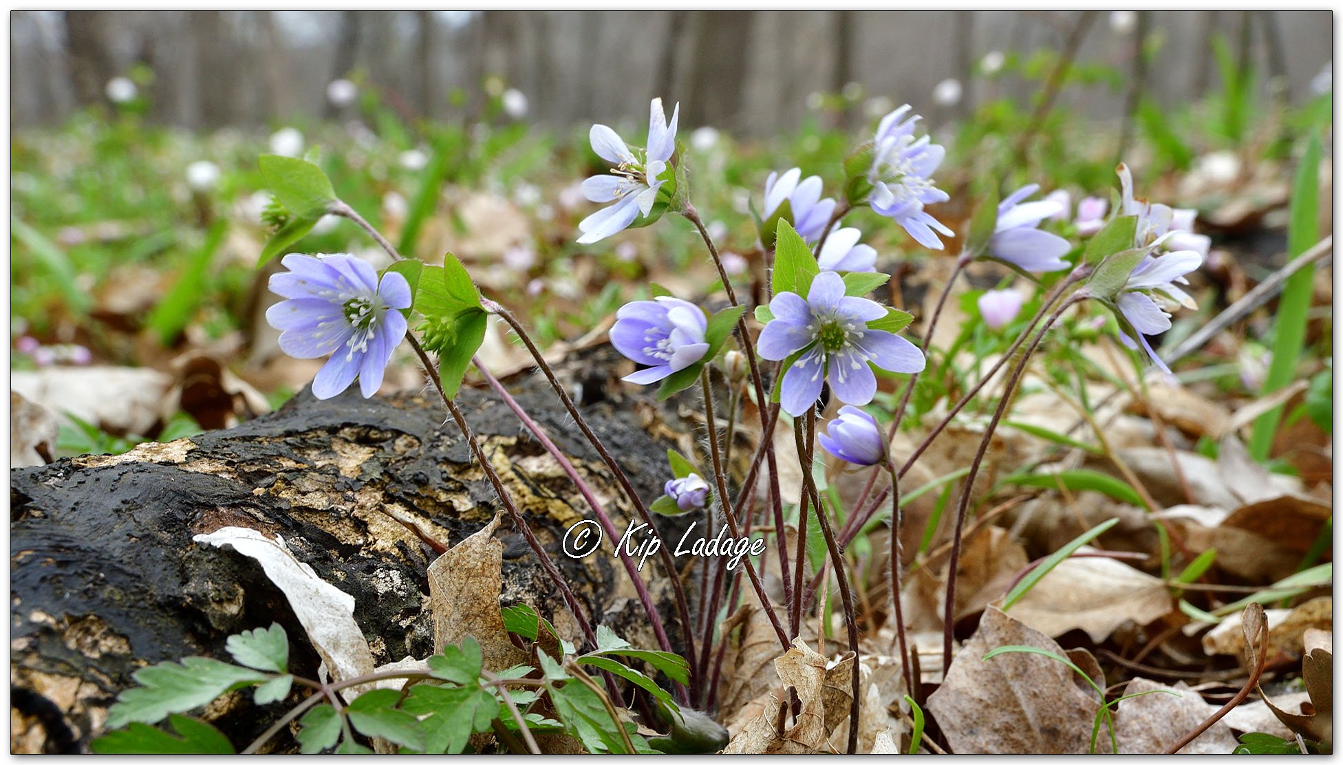 Hepatica - Image 1085703