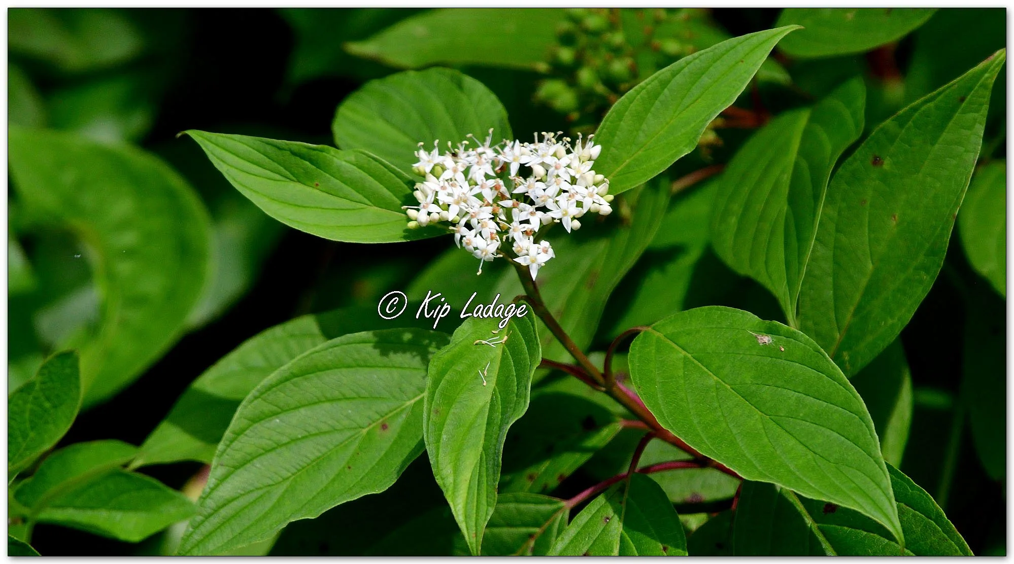 Red Osier Dogwood - Image 1128062