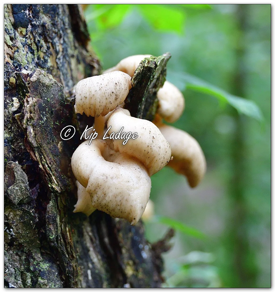 Oyster Mushroom - Image 1151428