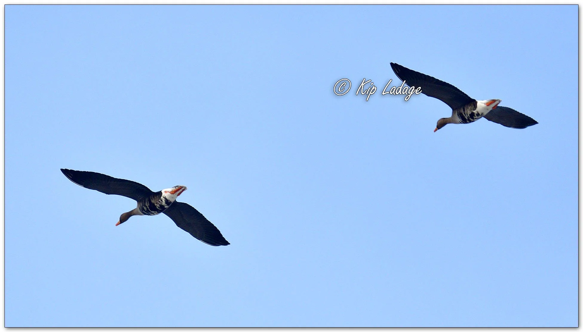 Greater White-fronted Geese - Image 1067267
