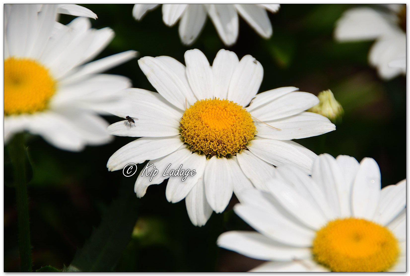 Shasta Daisy - Image 113613