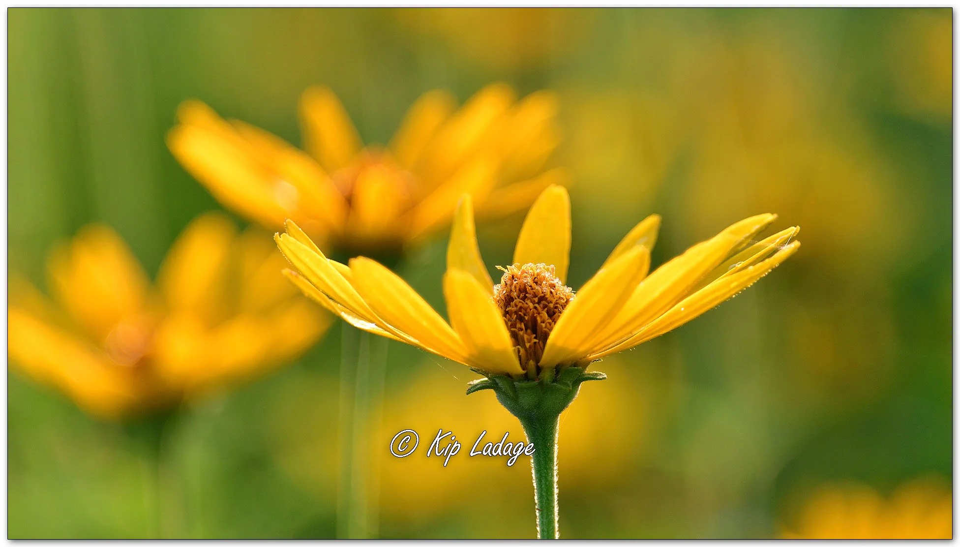 False Sunflower - Image 1123393