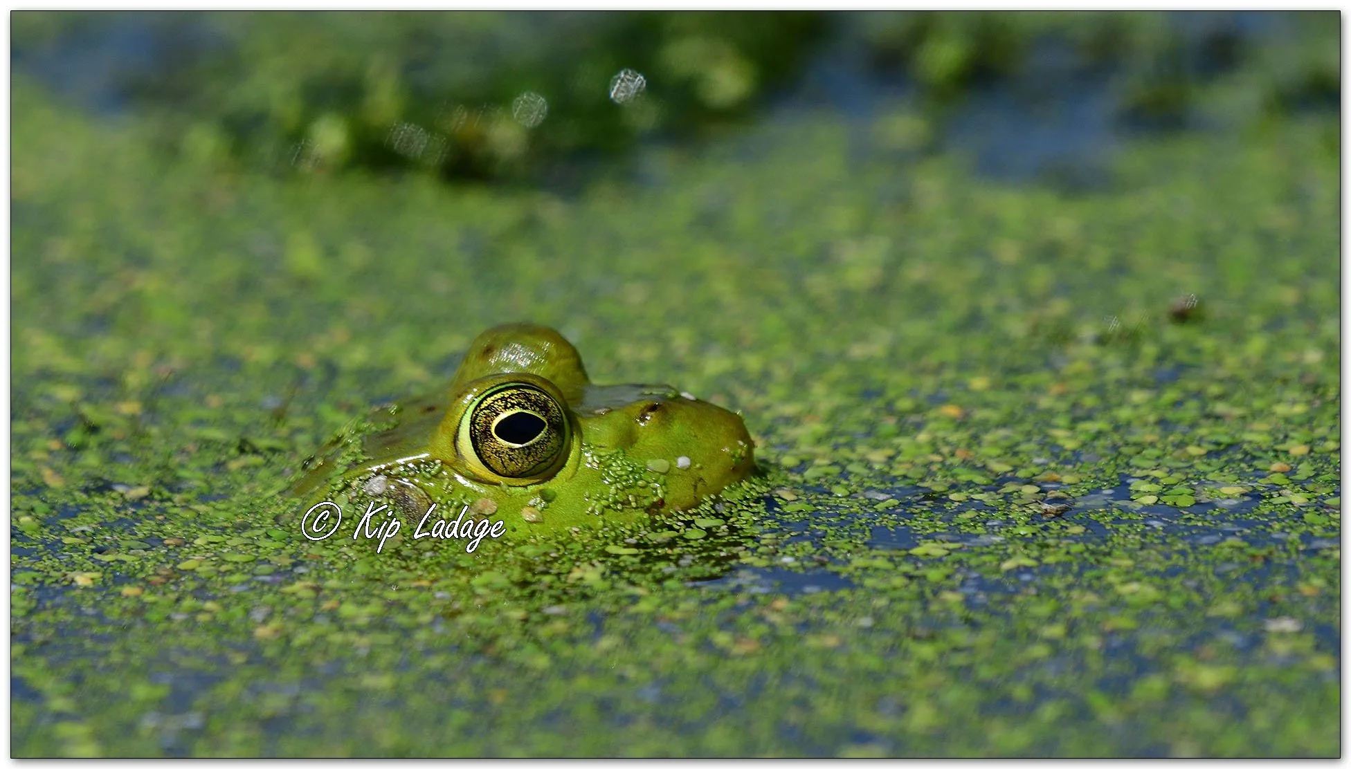 Bullfrog - Image 1115020