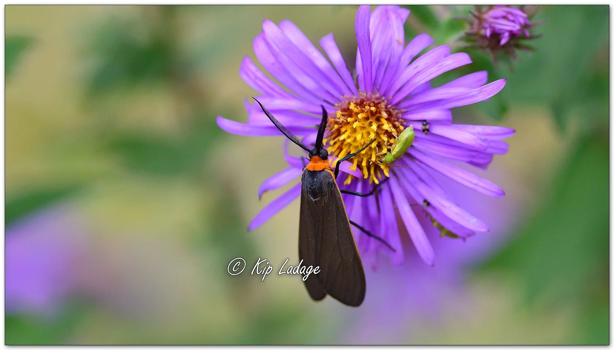 Yellow-collared Scape Moth - Image 1155067