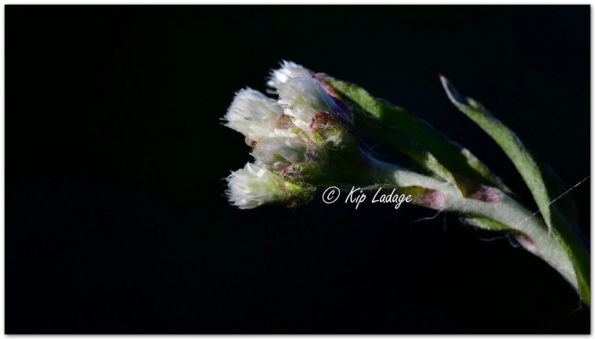 Field Pussytoes - Image 1091444