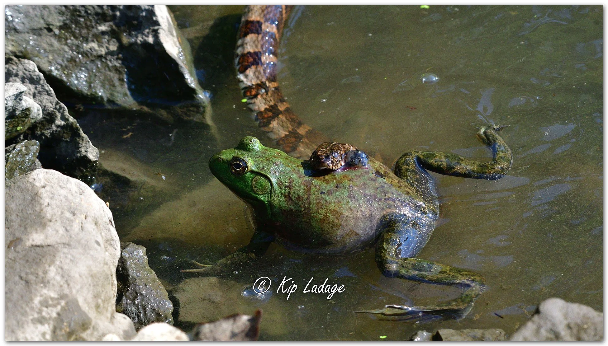 Northern Water Snake with Bullfrog - Image 1130782