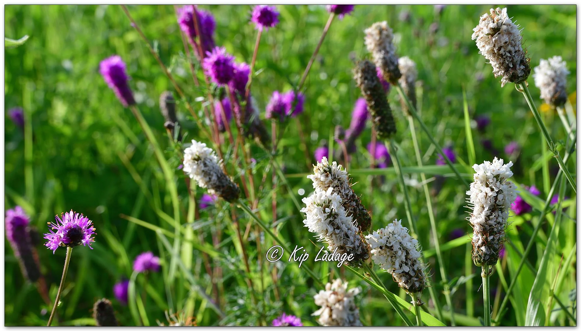 Purple Prairie Clover - Image 1118246