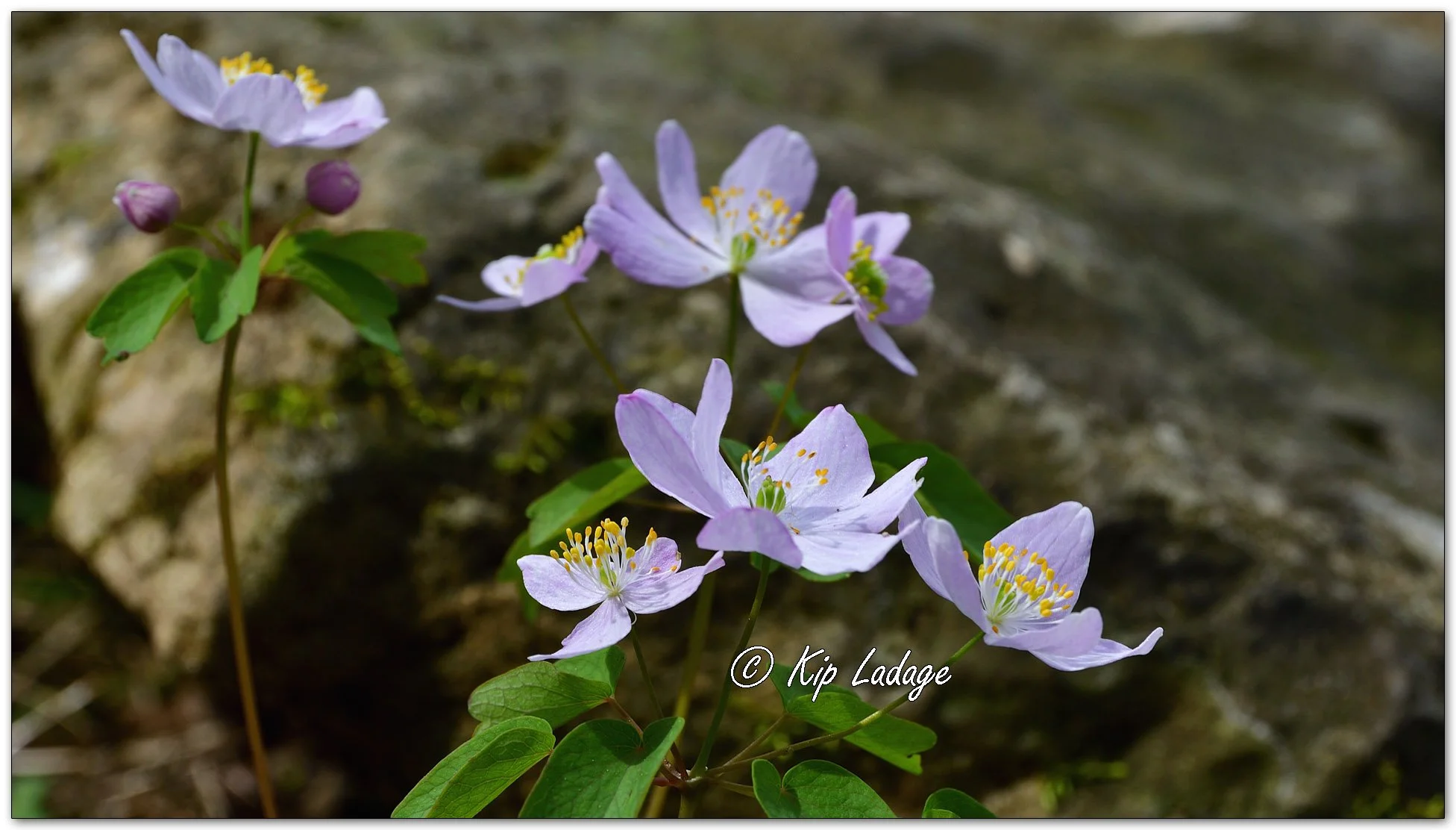 Rue Anemone - Image 1089992