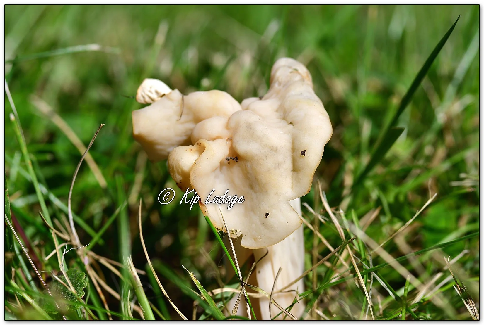 White Saddle - Image 1158904
