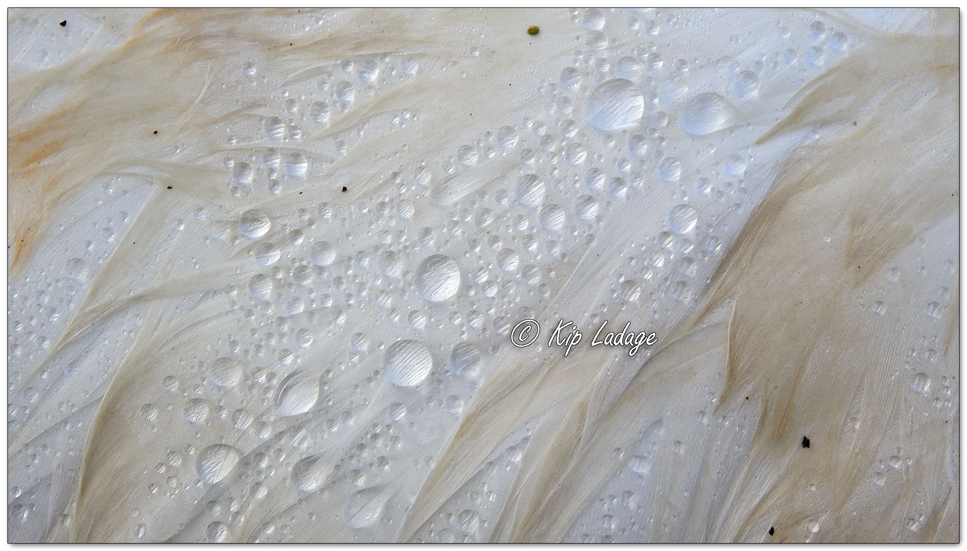 Raindrops on Trumpeter Swan Feather - Image 1085286