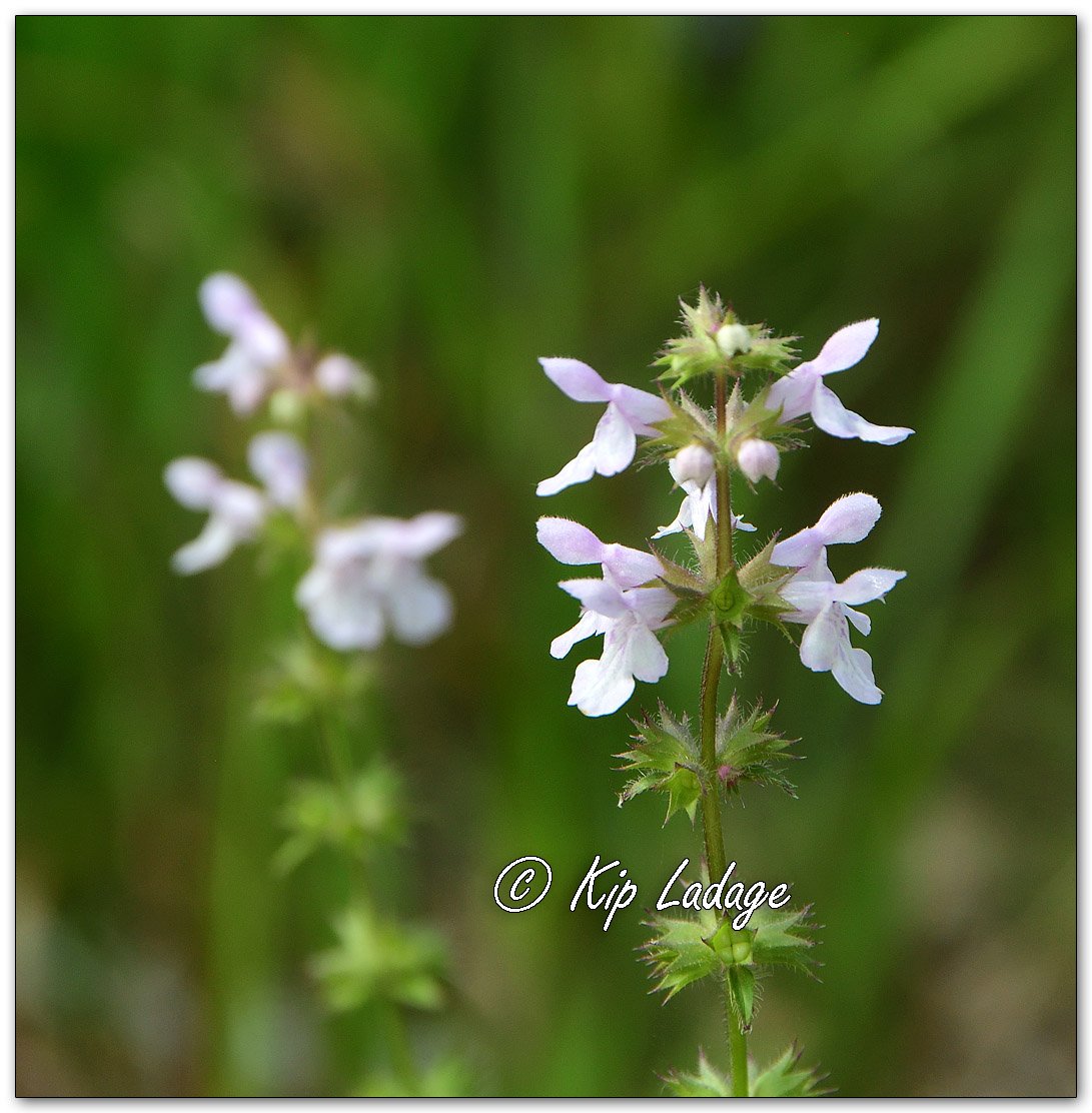 Marsh Woundwort - Image 1135795