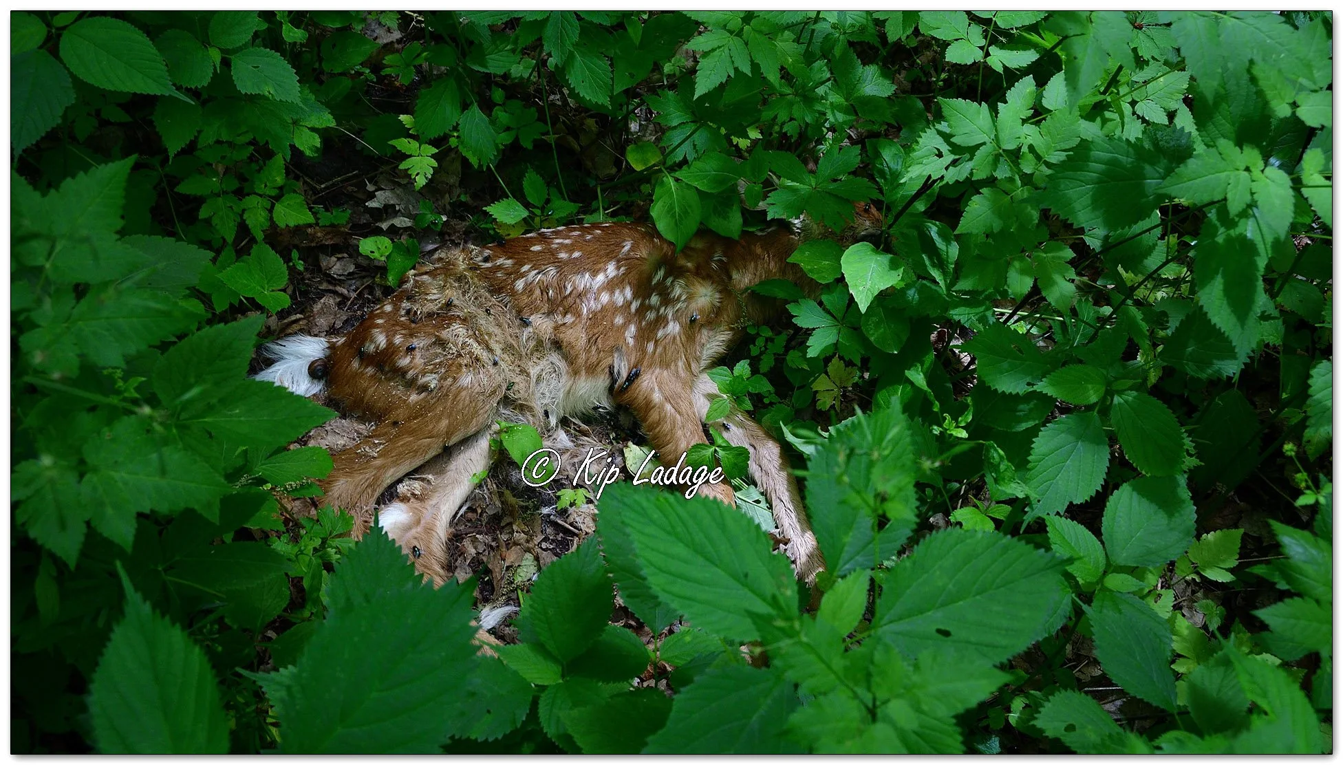 Dead Whitetail Fawn - Image 1099928