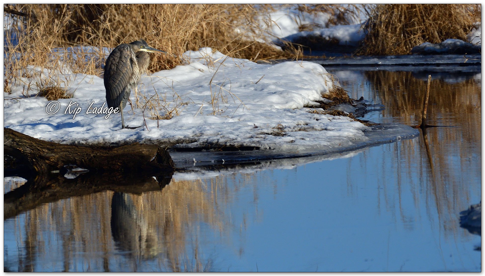 Great Blue Heron in Winter - Image 1050830