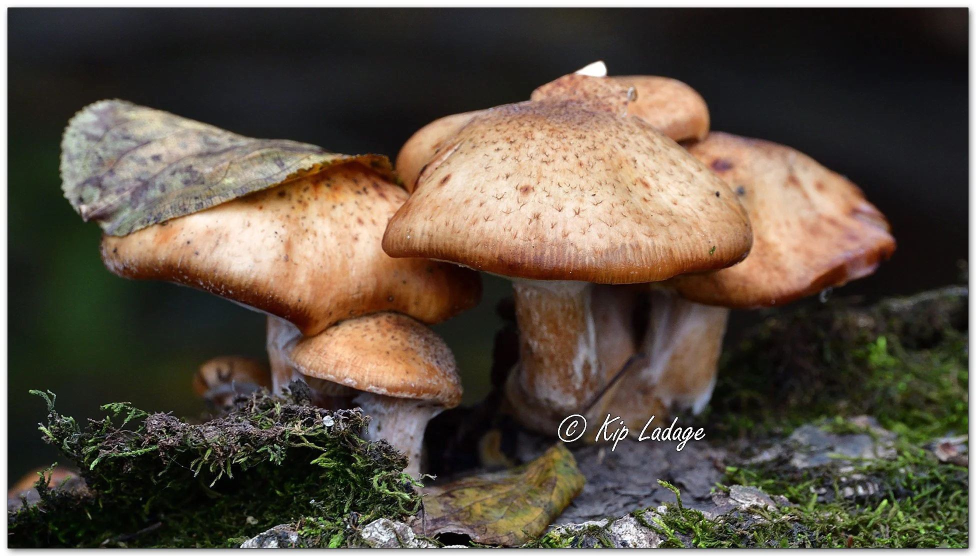 Bulbous Honey Fungus - Image 1167956