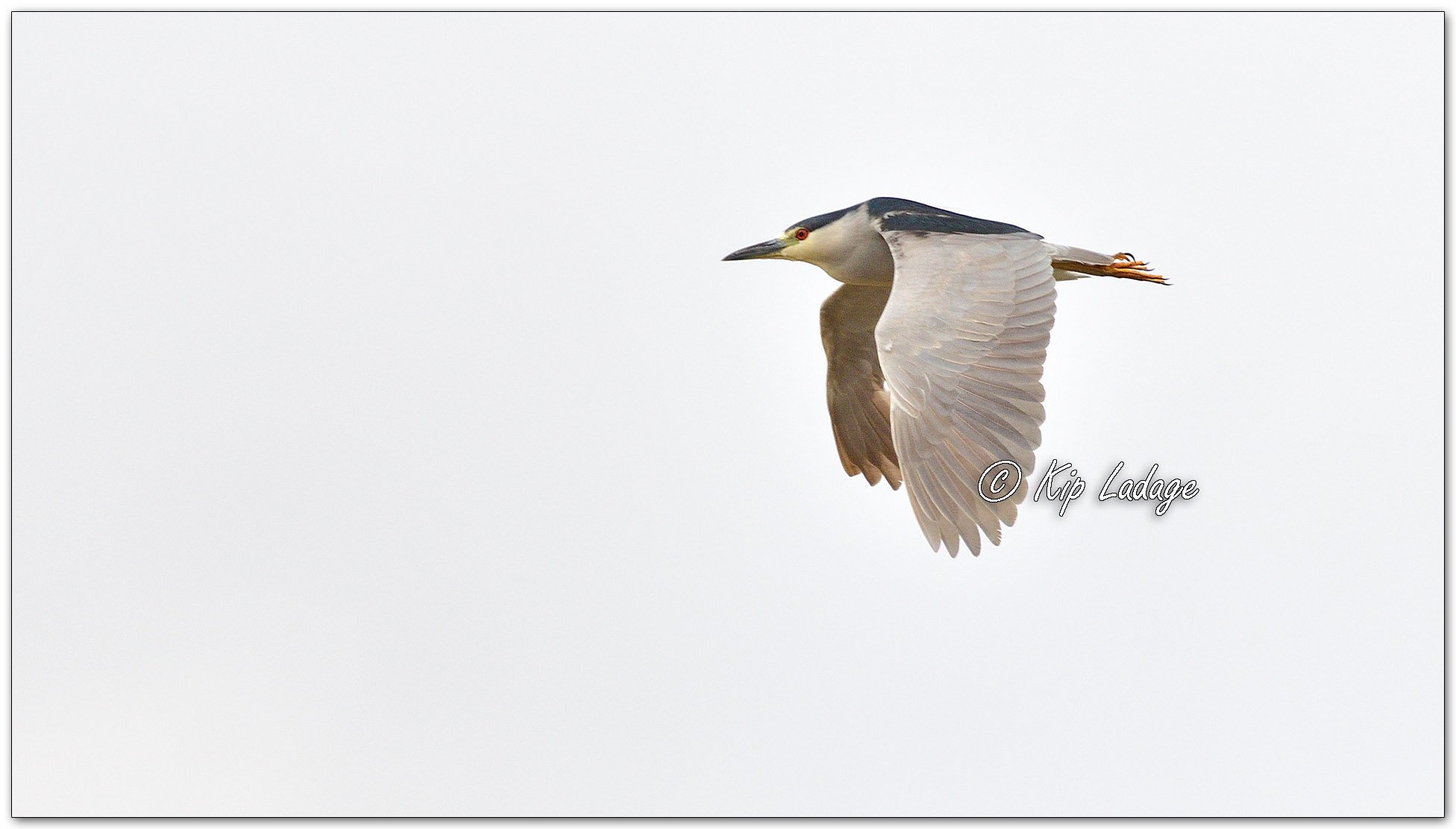 Black-crowned Night Heron - Image 1095638