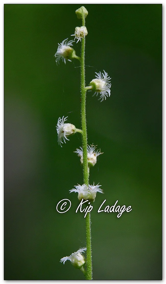 Miterwort - Image 1096962