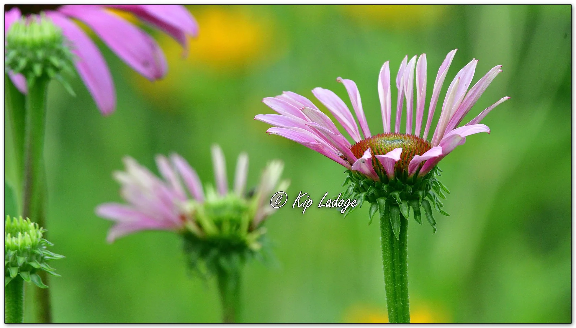 Purple Coneflower - Image 1120259