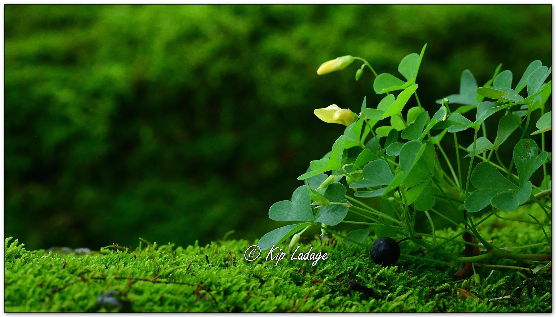 Slender Yellow Woodsorrel and Moss - Image 1135013