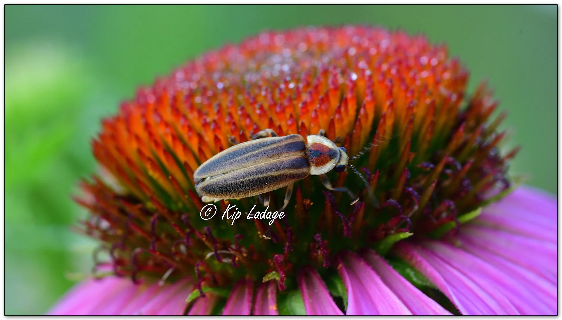 Purple Coneflower - Image 1118520