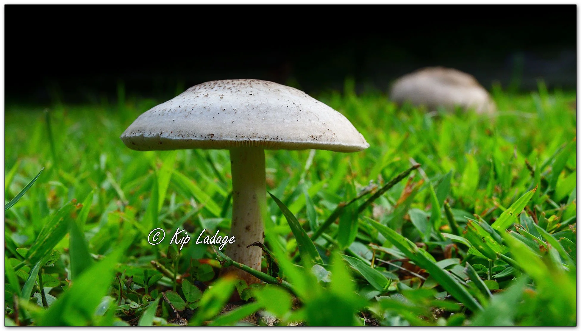 Scaly Shield Mushroom - Image 1131863