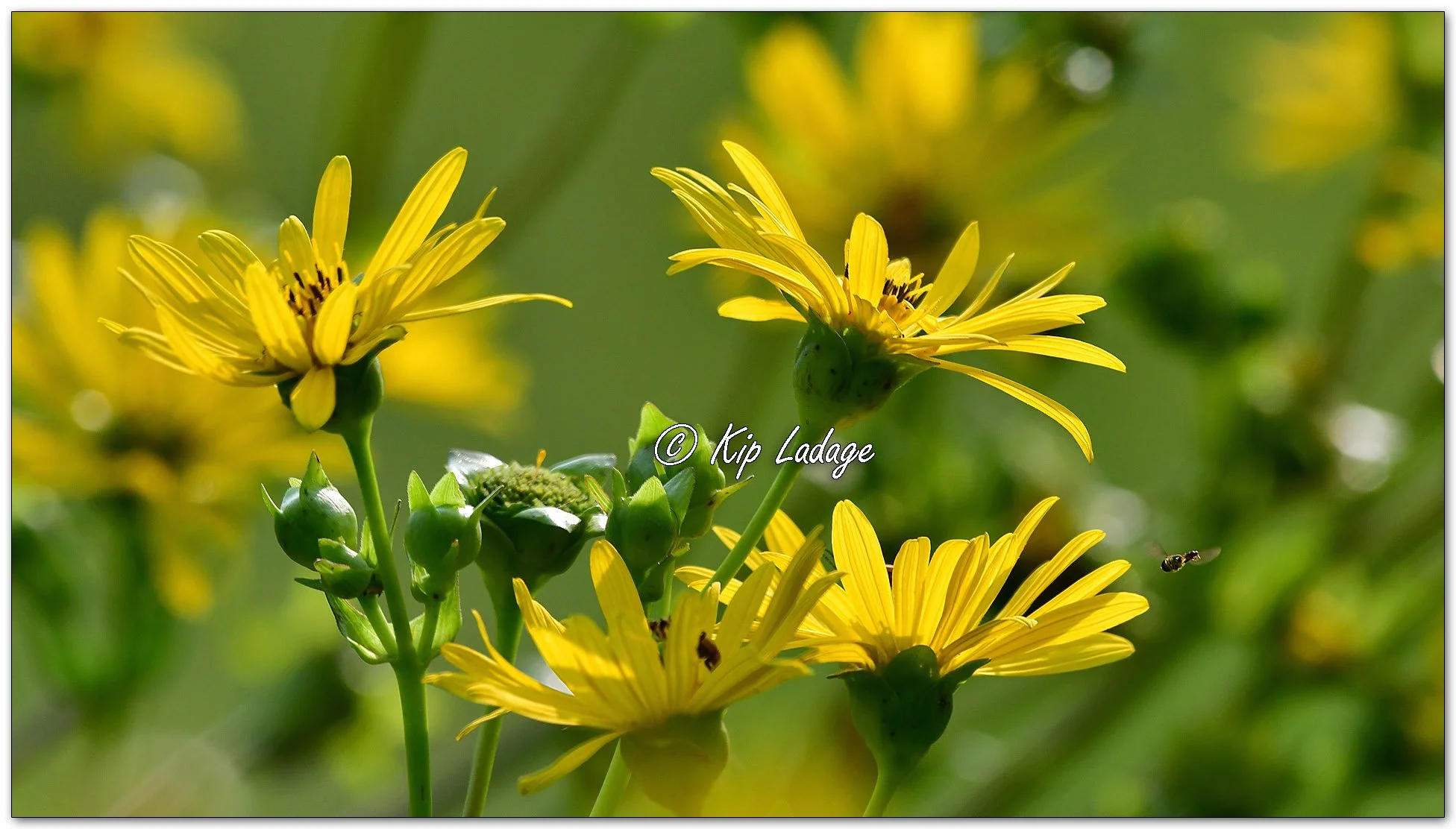 Cup Plant with Hoverfly - Image 1131879