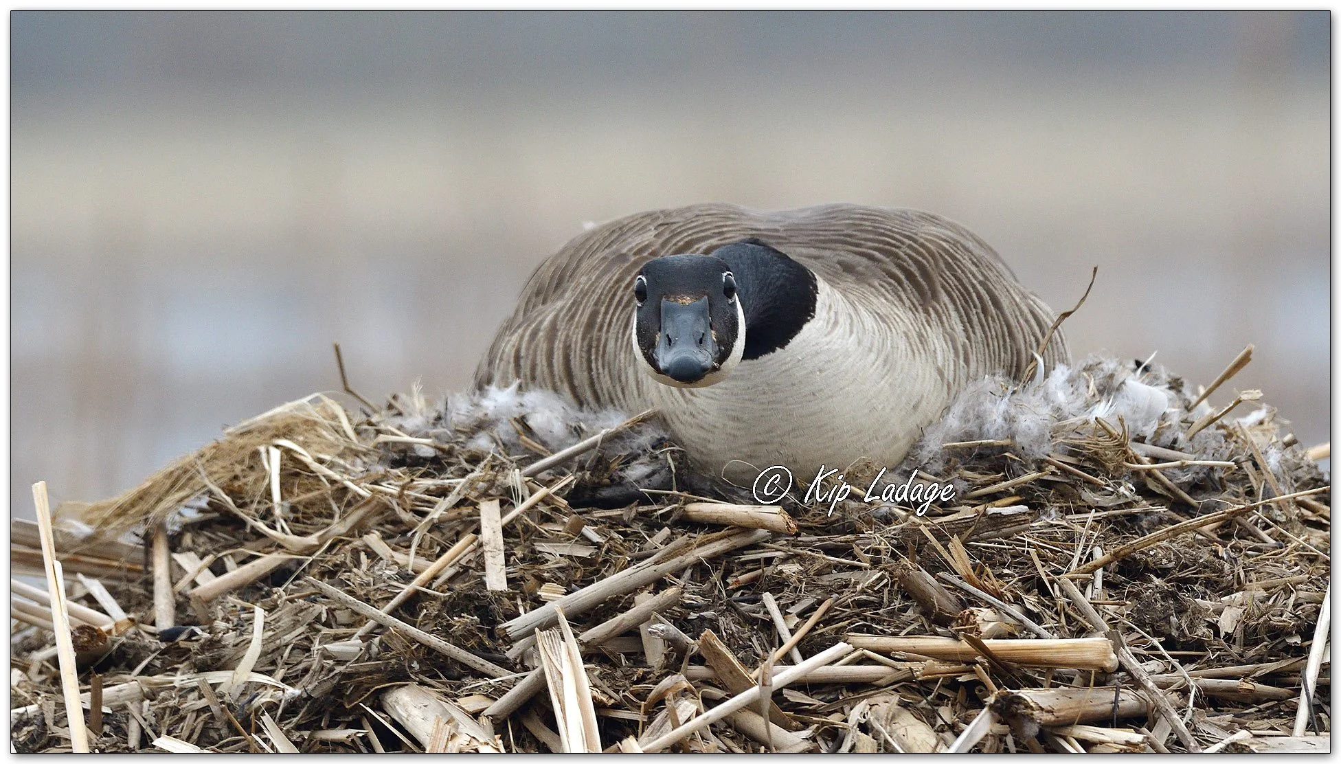 Canada Goose on Nest - image 1086707
