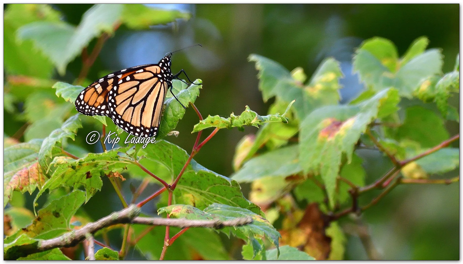 Monarch Butterfly on Riverbank Grape - Image 1146175