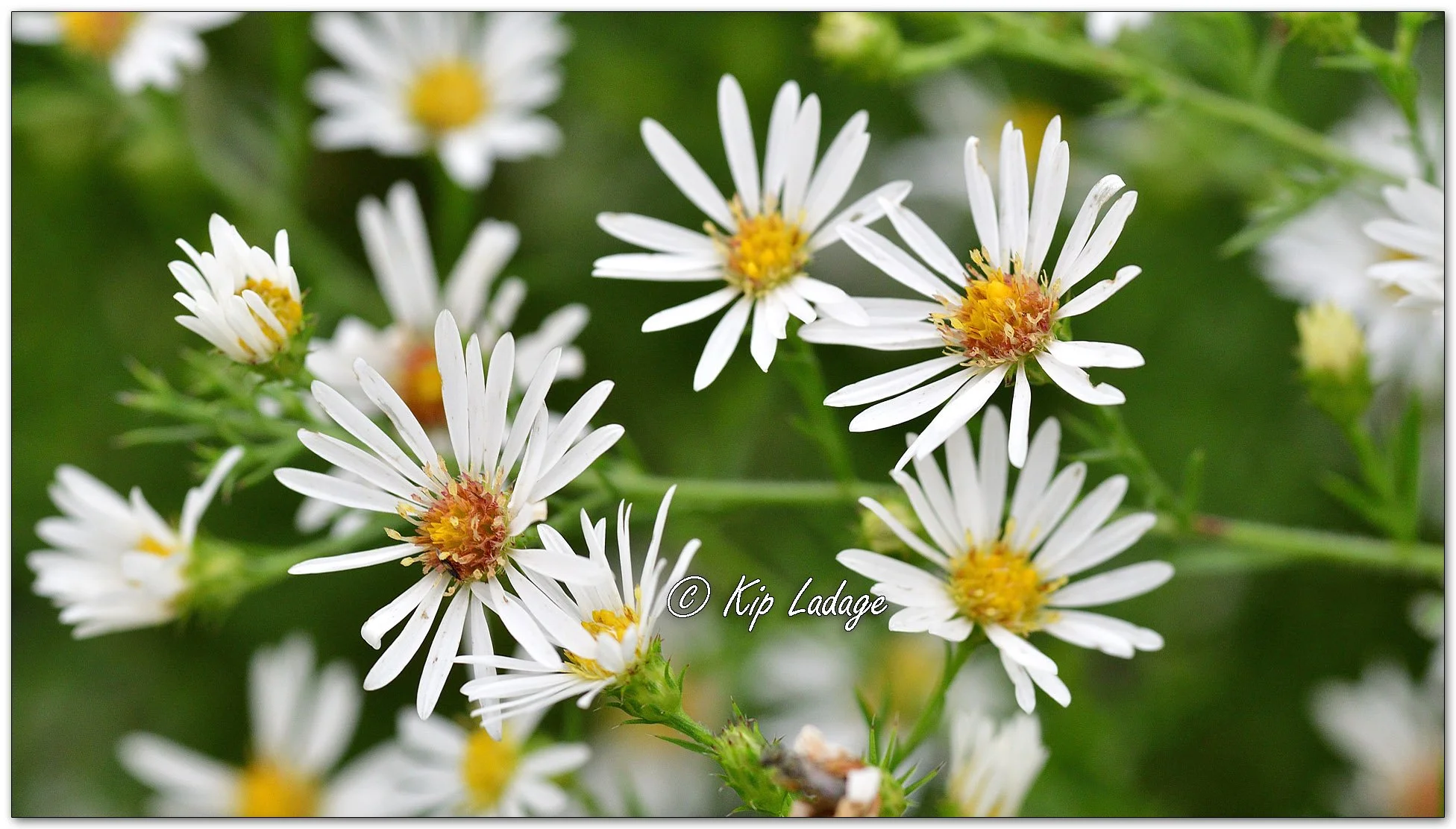 Hairy Aster - Image 1151637