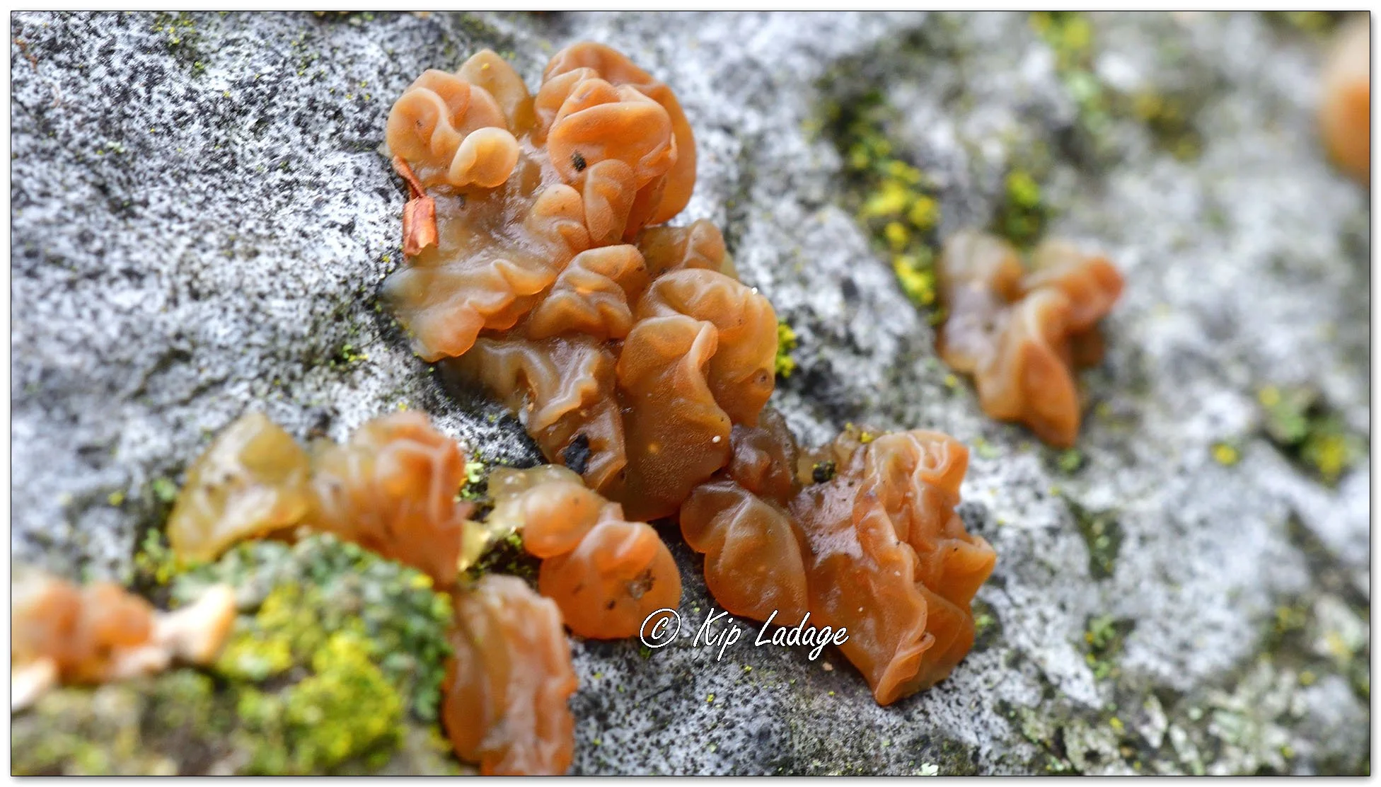 Jelly Fungus - Image 1141257