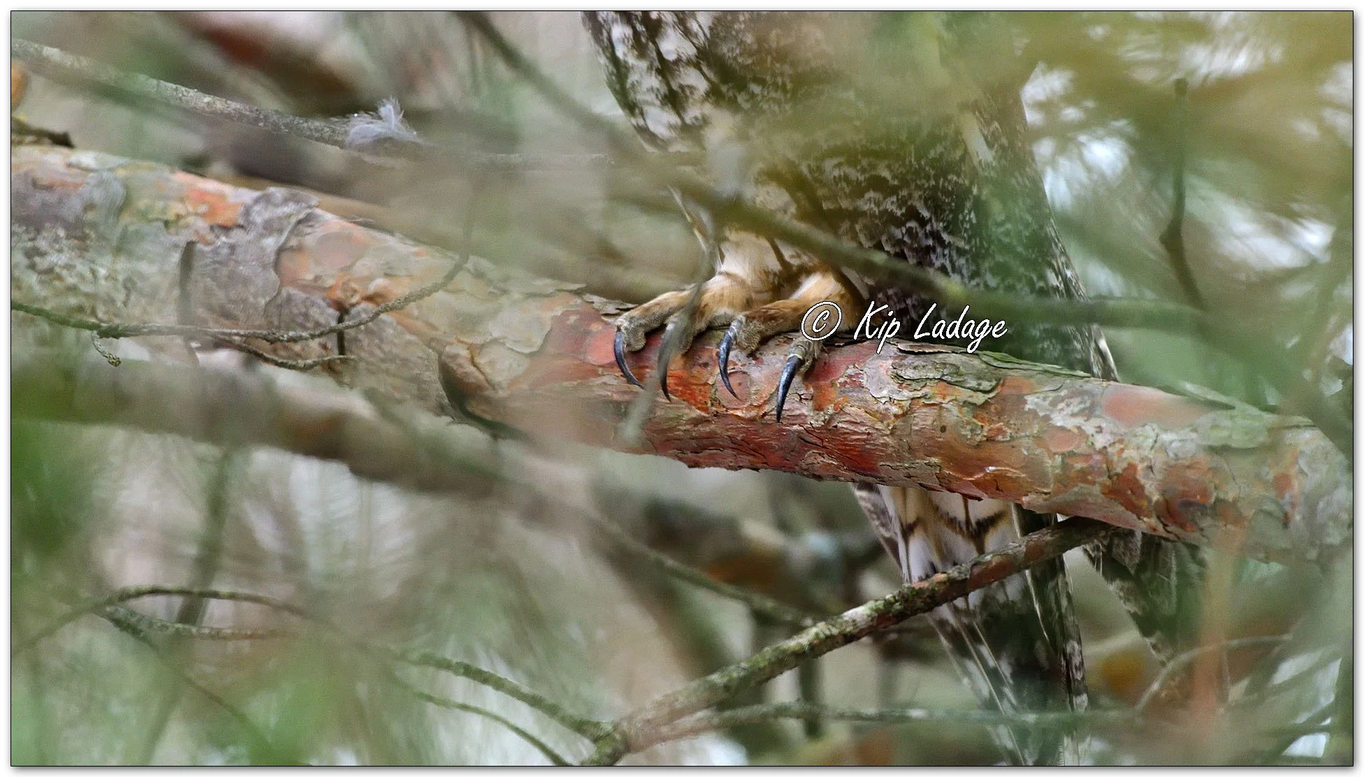 Long-eared Owl - Image 1057723