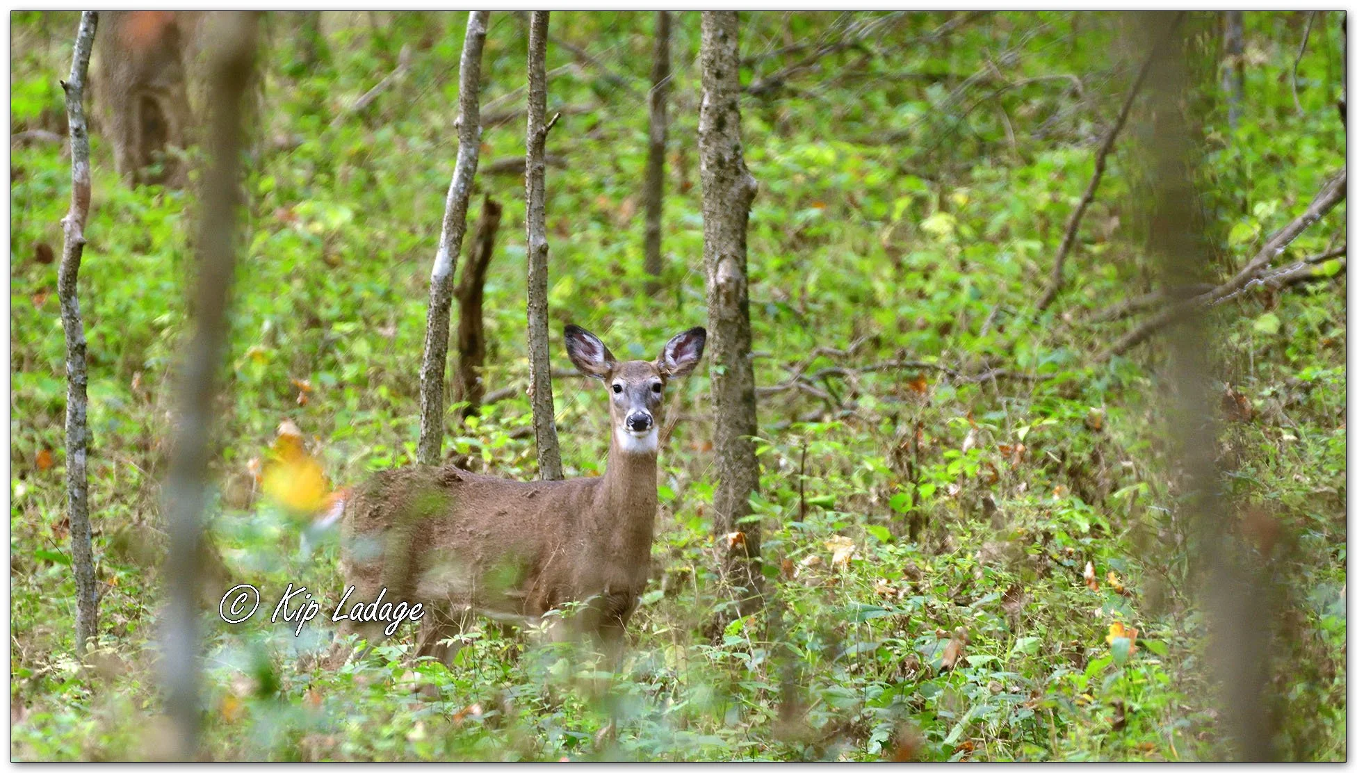 Whitetail Deer in Timber - Image 1163587