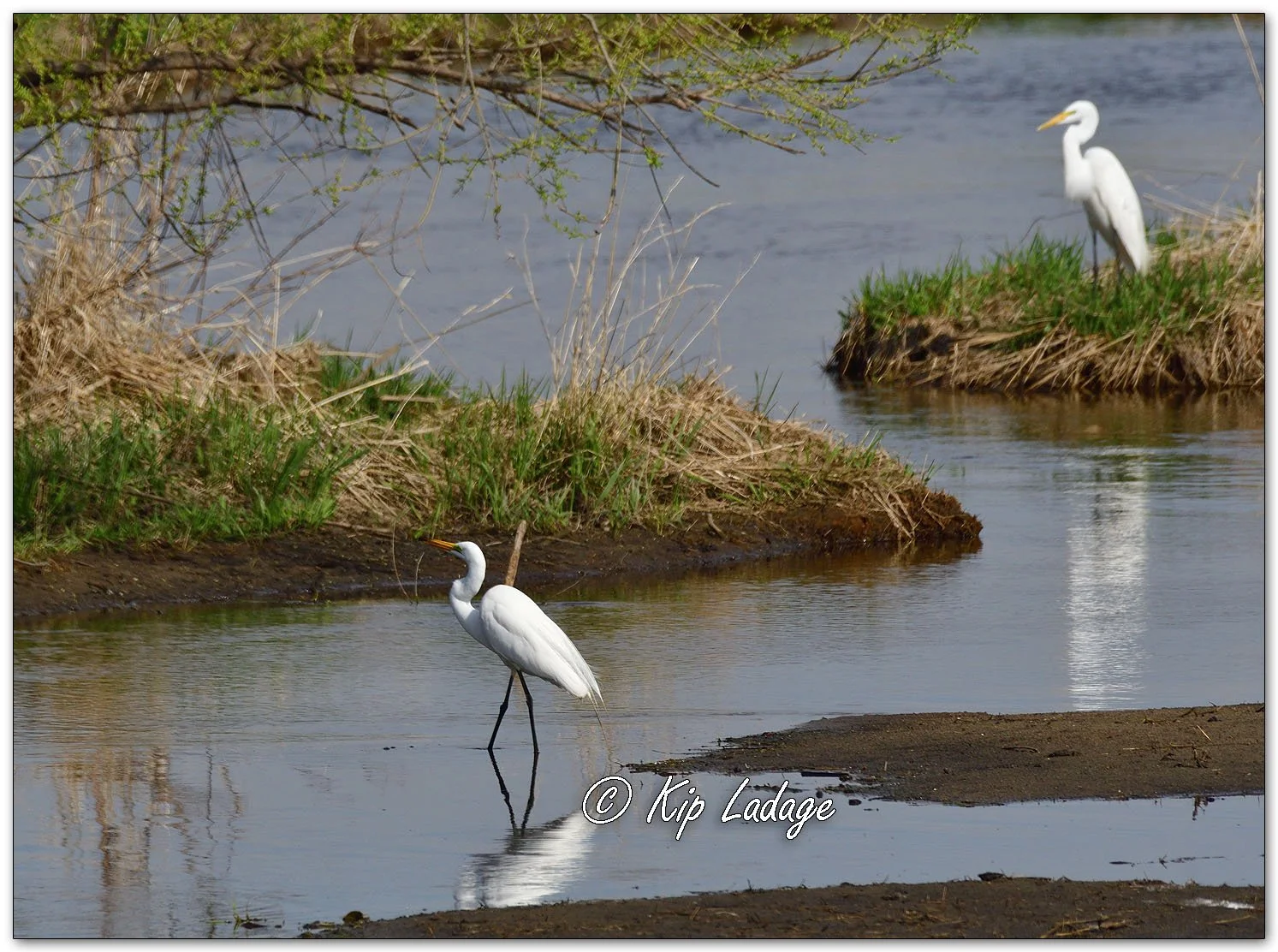 Great Egrets - Image 1088467