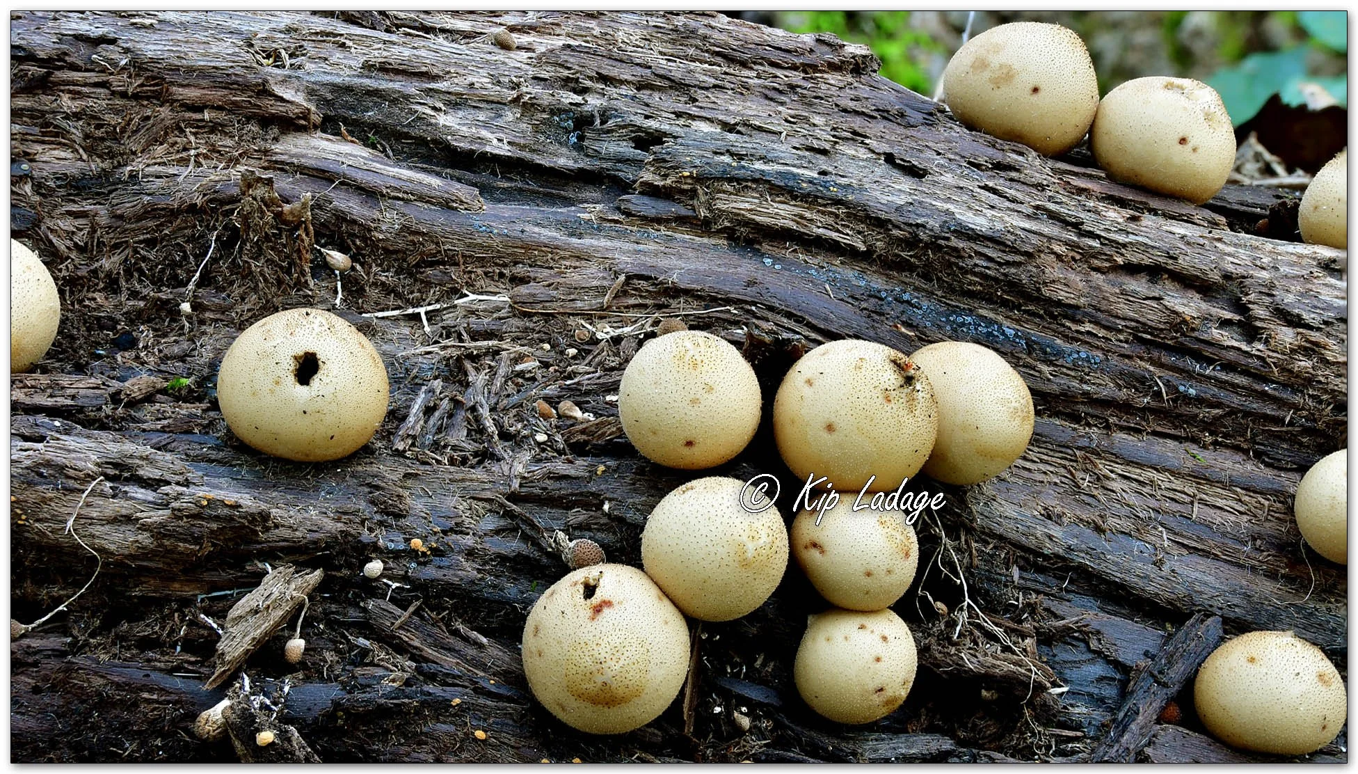 Pear-shaped Puffballs - Image 1163547
