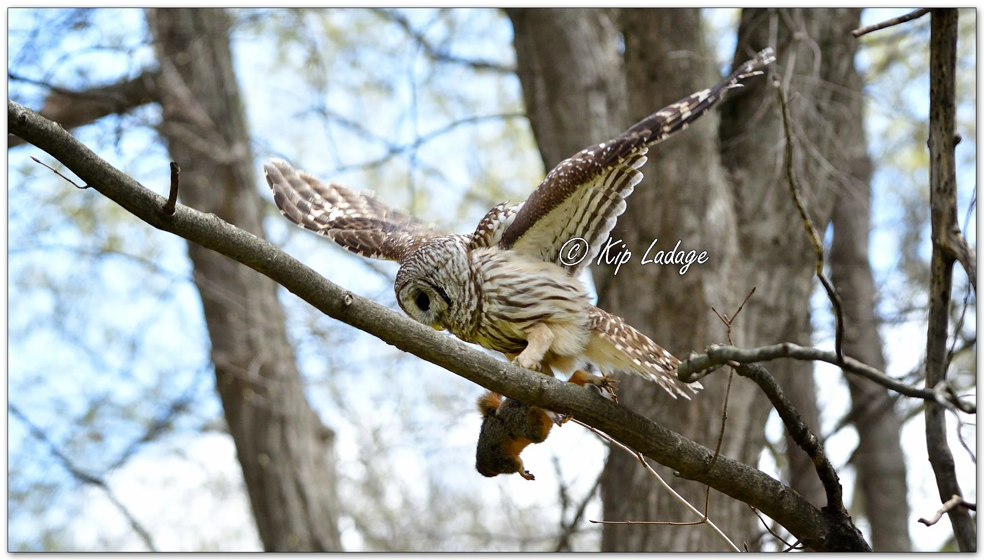 Adult Barred Owl with Young Squirrel - Image 1090437