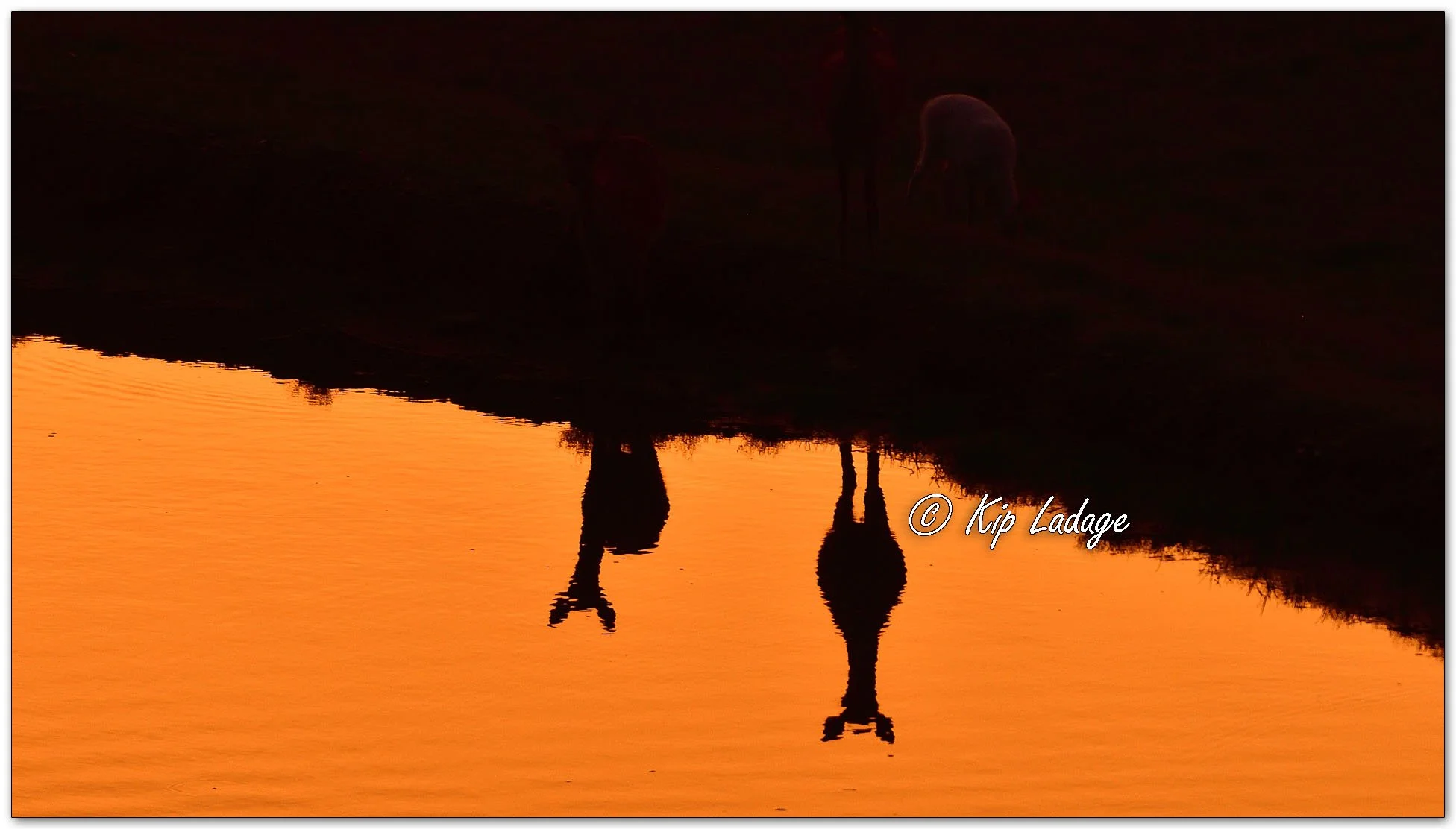 Sunset Silhouettes - Image DS1_0522