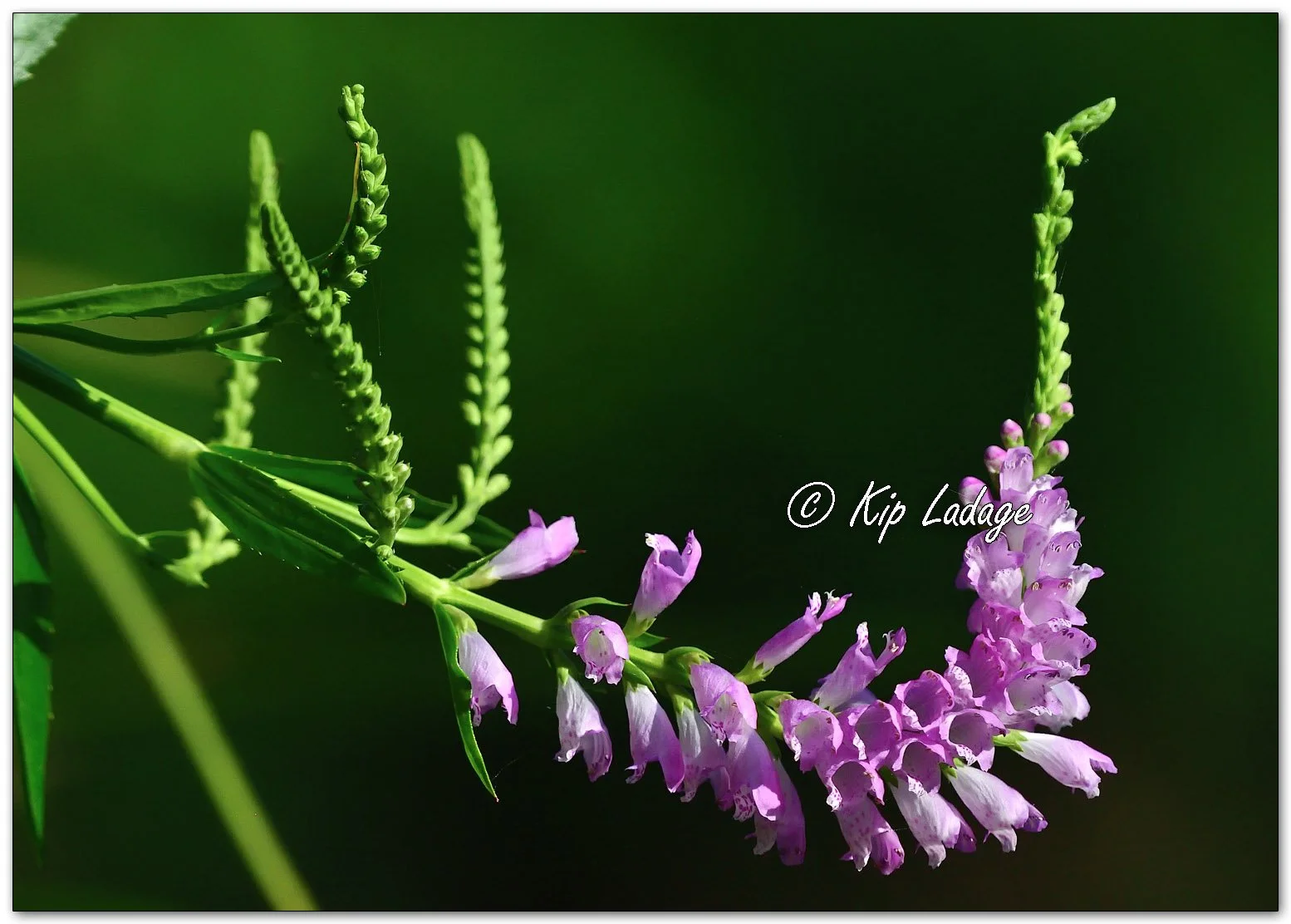 Obedient Plant - Image 1125511