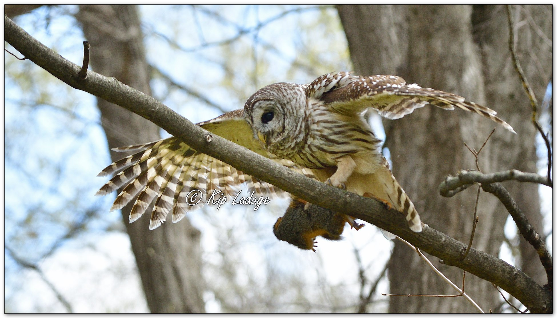 Adult Barred Owl with Young Squirrel - Image 1090438