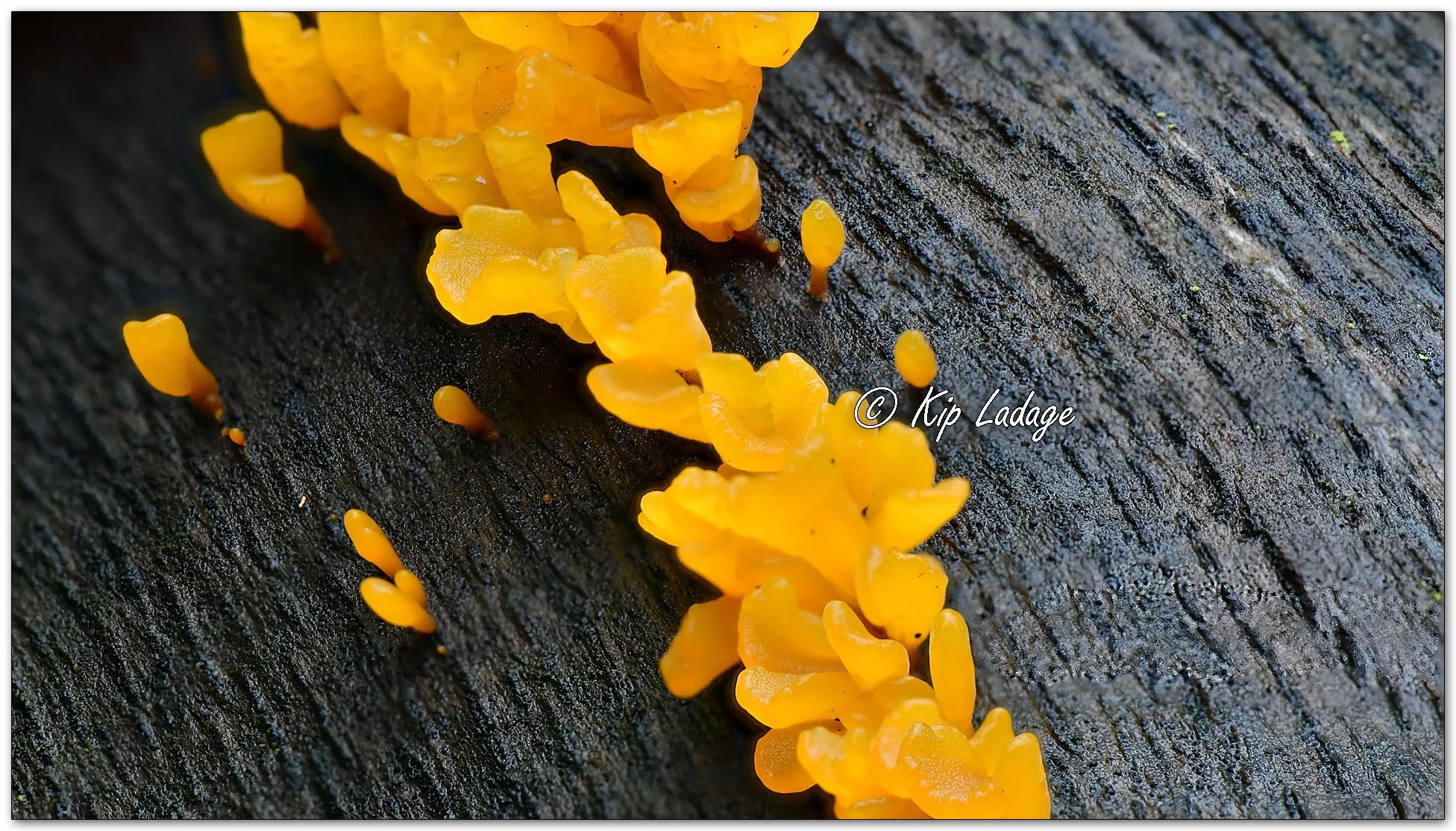 Fan-shaped Jelly Fungus - Image 1151352