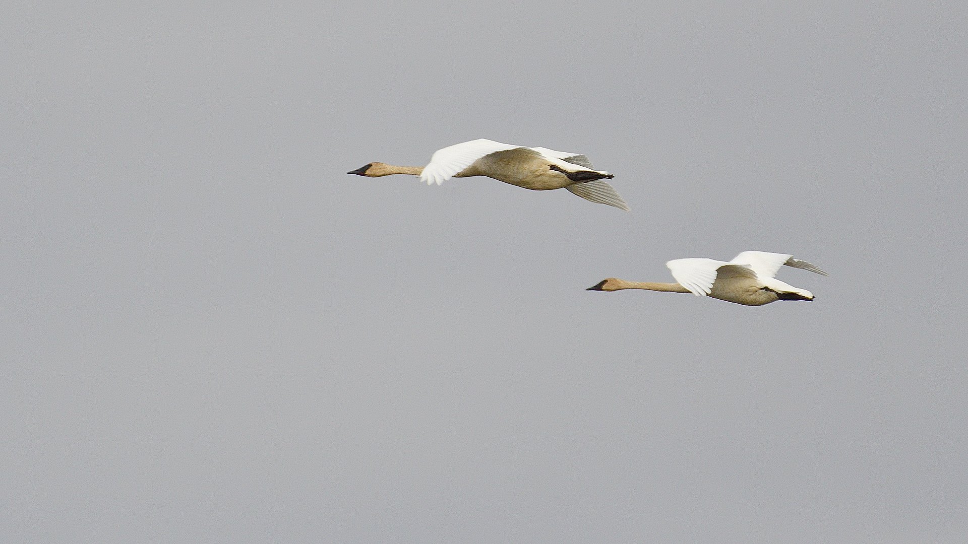 Trumpeter Swans - image 1076698