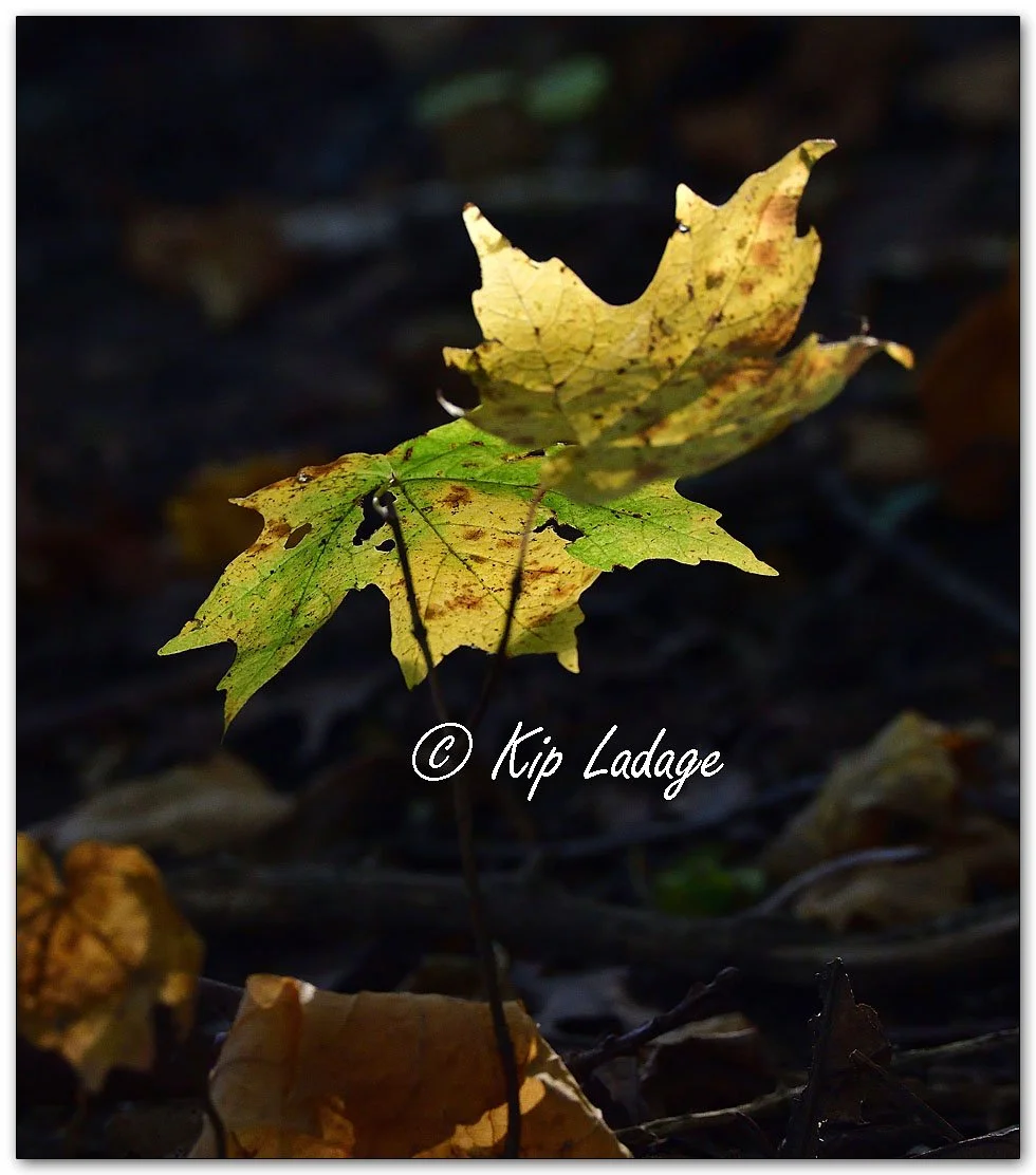 Autumn Maple Twigs - Image 1161673