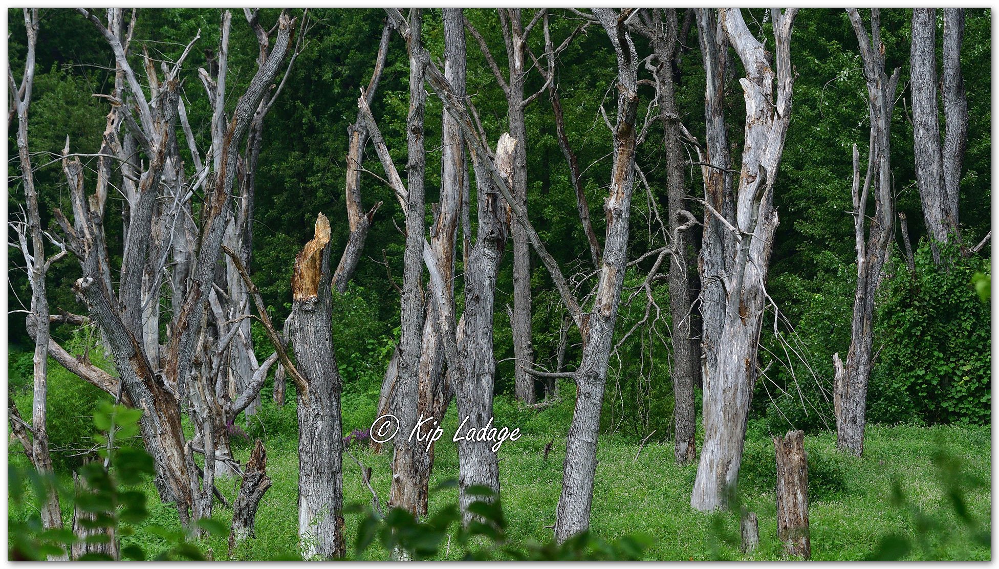 Dead Trees at Sturgeon Slough - Image 1135756