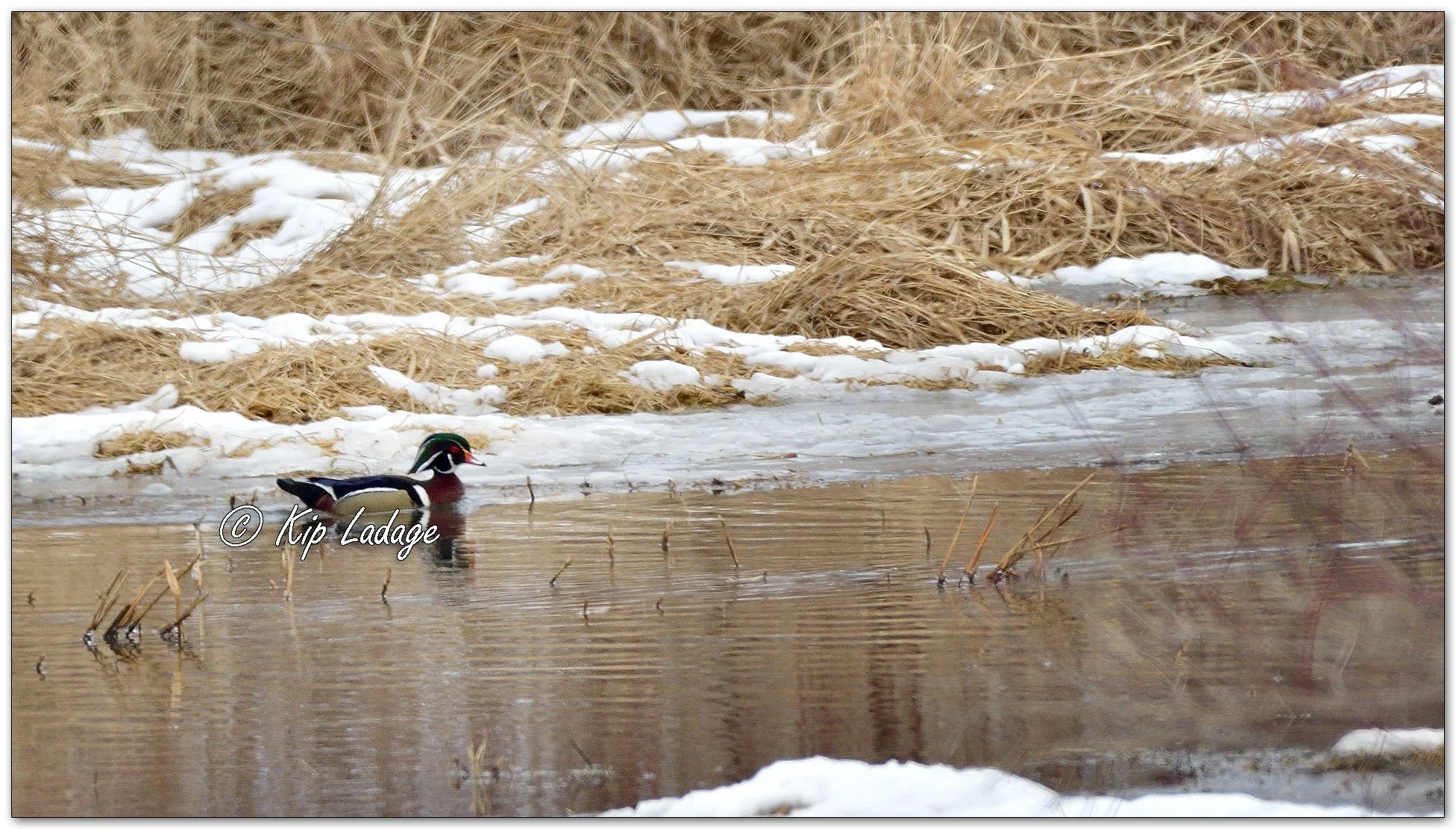 Wood Duck - Image 1067111