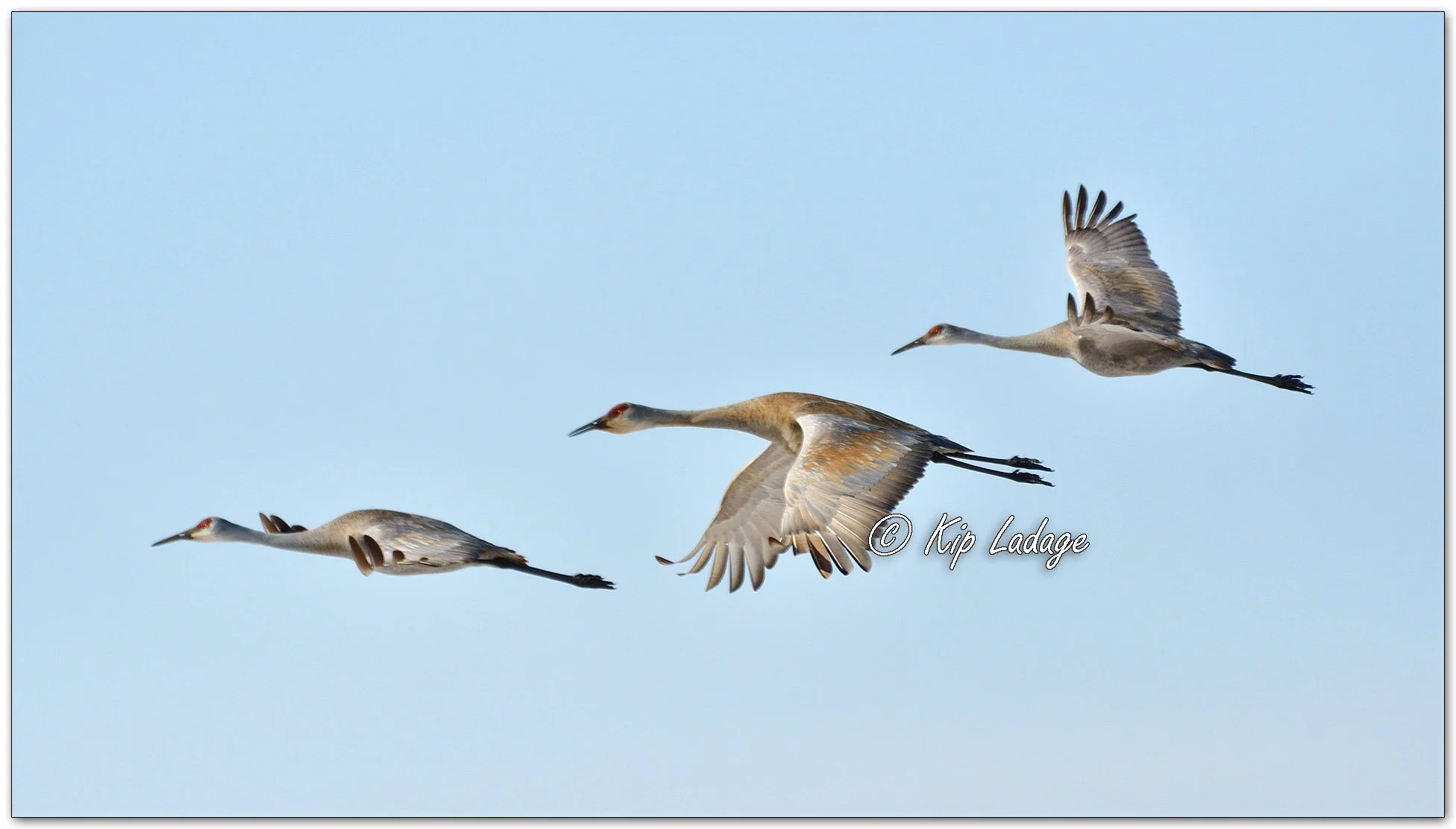Sandhill Cranes - Image 1074604