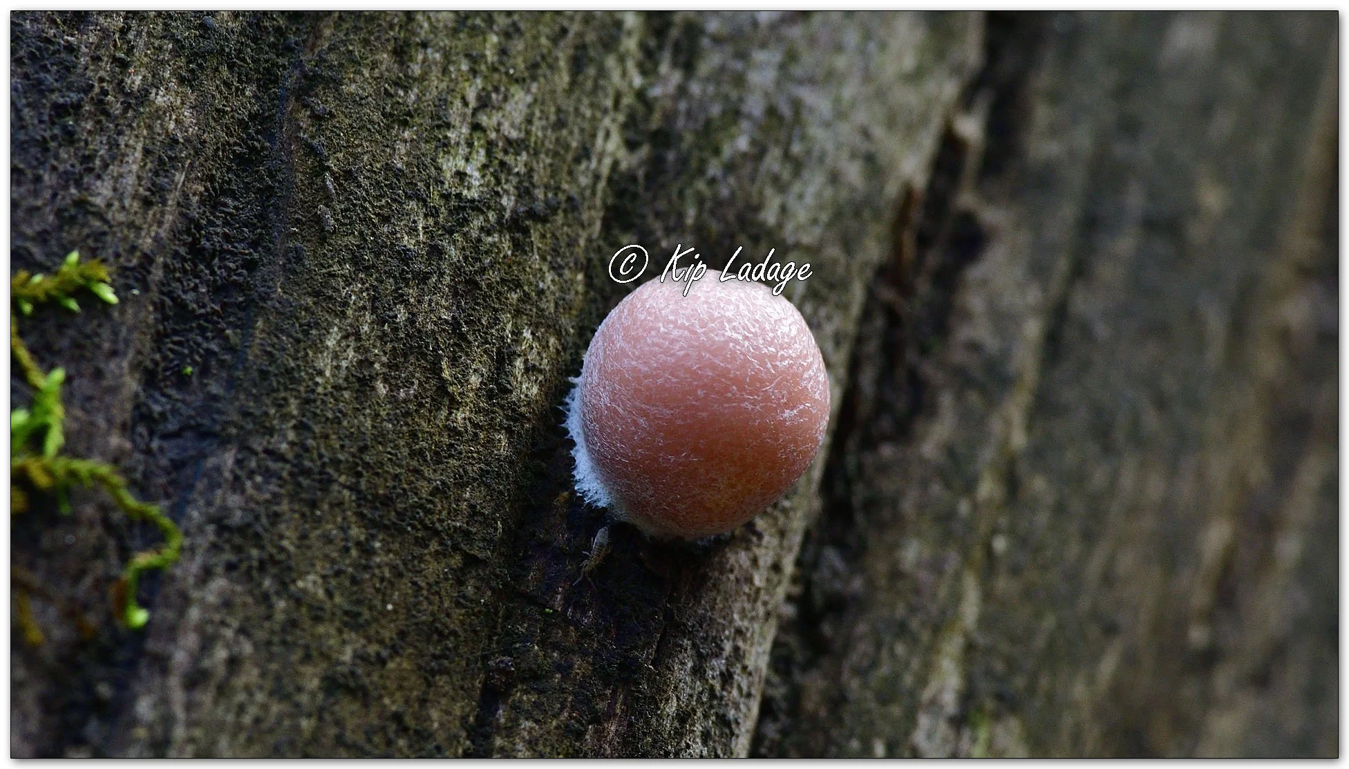 Wolf's Milk Slime Mold - Image 1154269