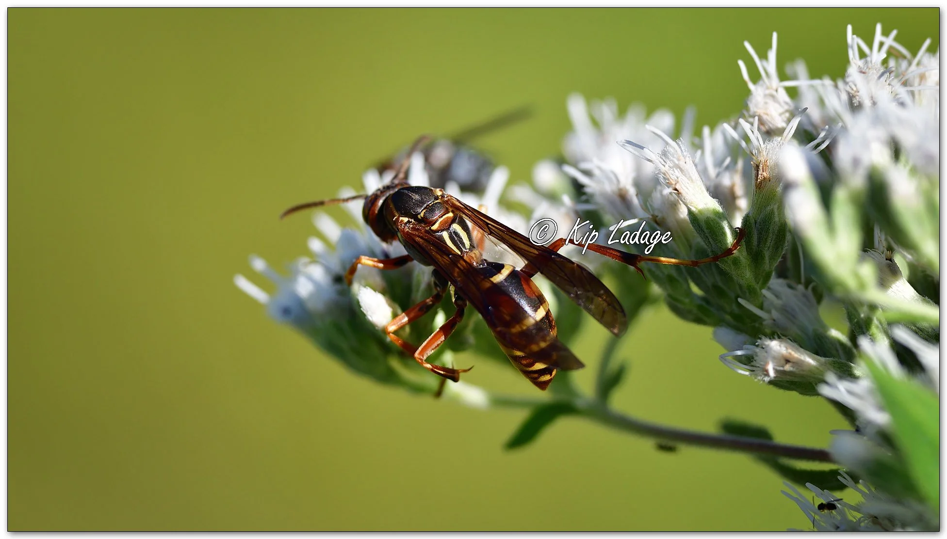 Northern Paper Wasp on Late Boneset - Image 1144648