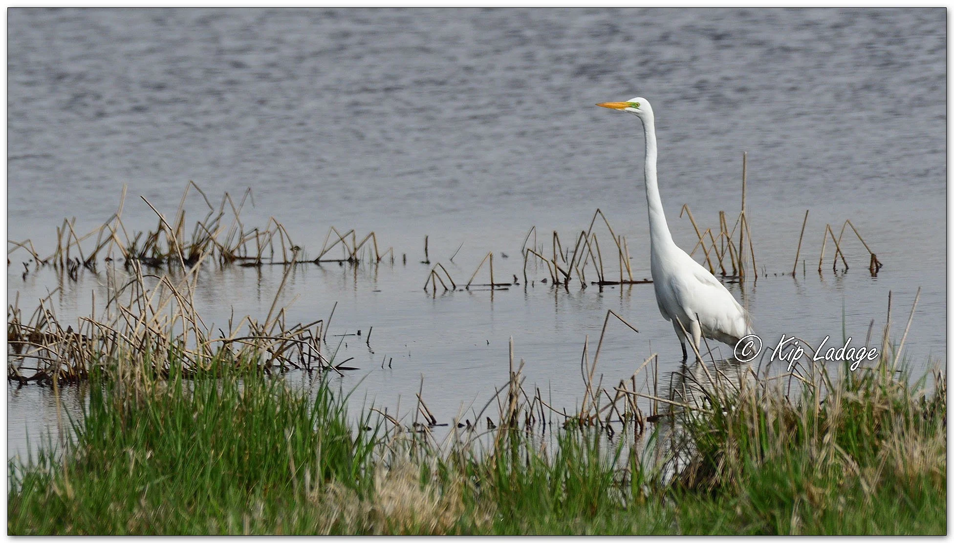 Great Egret - Image 1088481