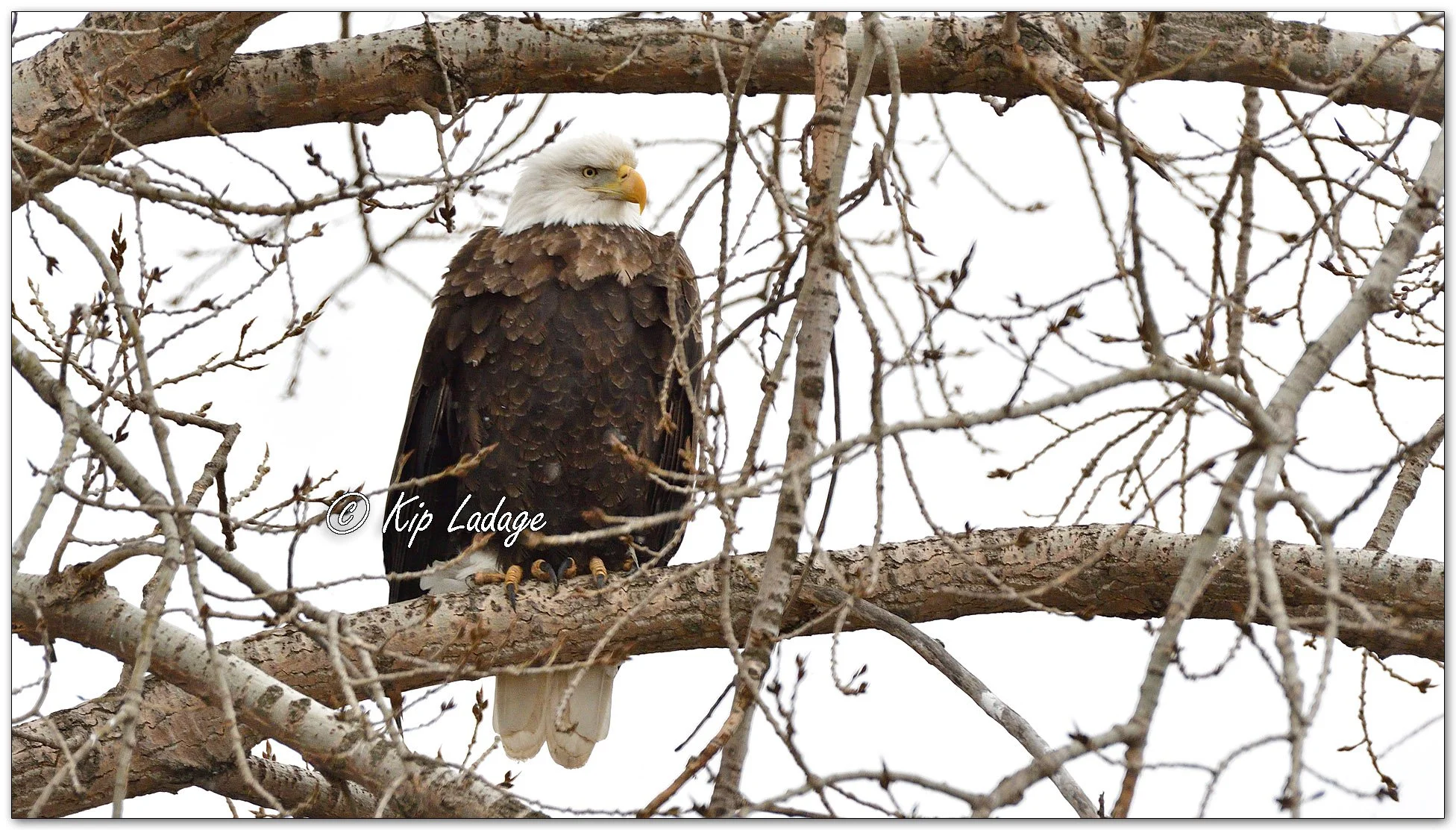 Adult Bald Eagle - Image 1072525
